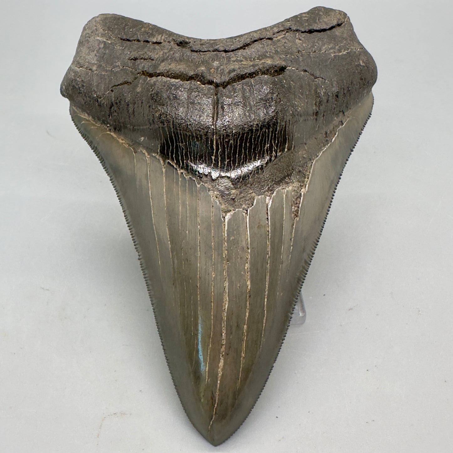 Megalodon Shark Tooth Large, collector quality 5.37 inch from Indonesia CM4528 back left