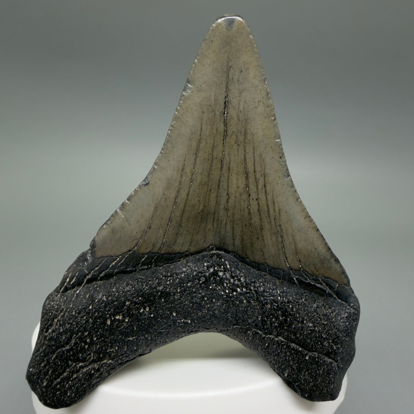 Back View 2.66" Colorful Fossil Megalodon Tooth – South Carolina River Find | Authentic CM6399