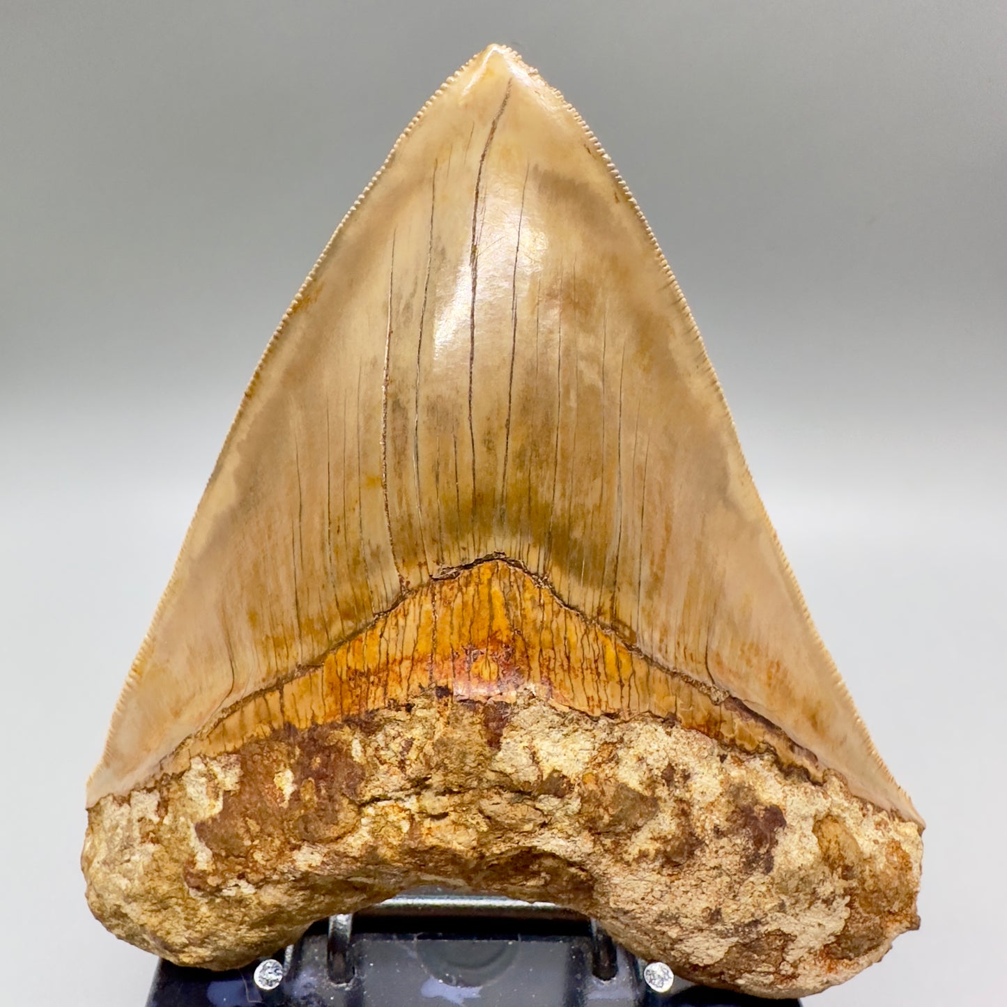 Megalodon Shark Tooth Large, collector quality 5.21 inch from Indonesia CM4529 front