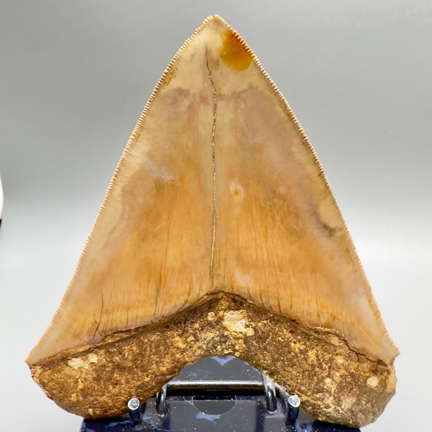 Megalodon Shark Tooth Large, collector quality 5.21 inch from Indonesia CM4529 back