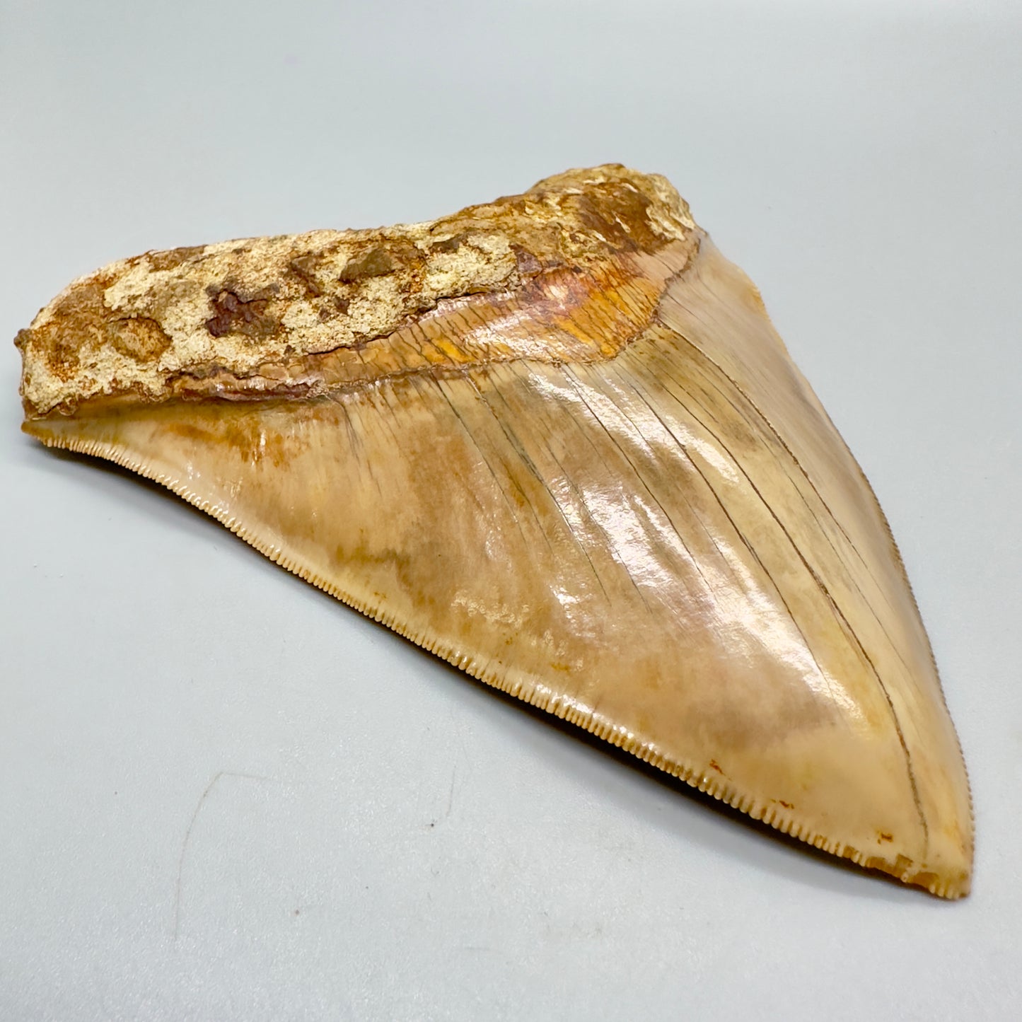 Megalodon Shark Tooth Large, collector quality 5.21 inch from Indonesia CM4529 front left
