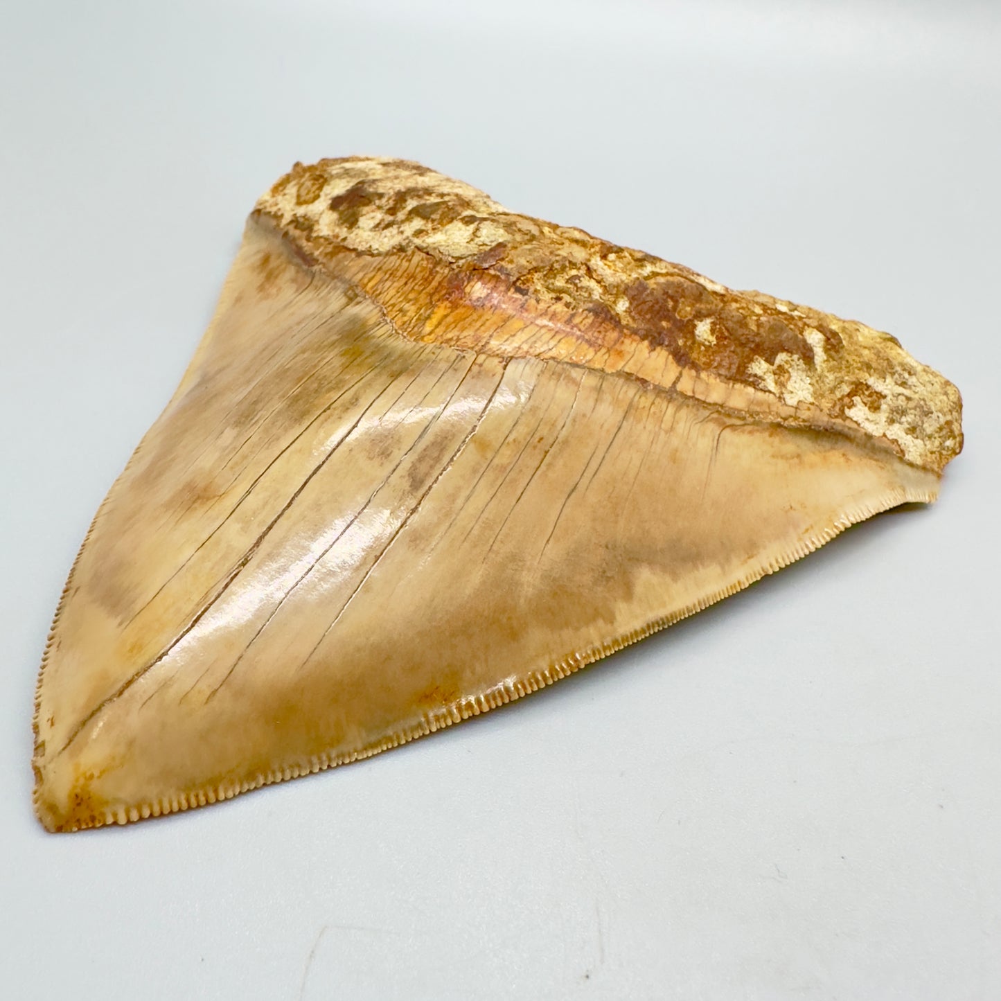 Megalodon Shark Tooth Large, collector quality 5.21 inch from Indonesia CM4529 front right
