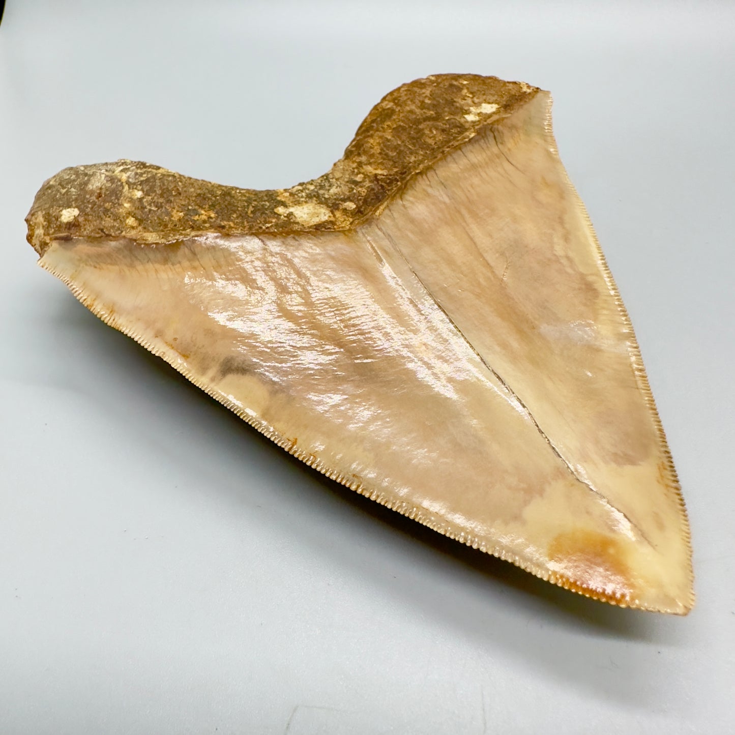 Megalodon Shark Tooth Large, collector quality 5.21 inch from Indonesia CM4529 back left