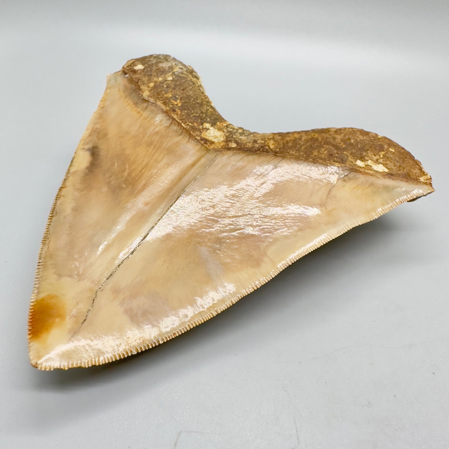 Megalodon Shark Tooth Large, collector quality 5.21 inch from Indonesia CM4529 back right