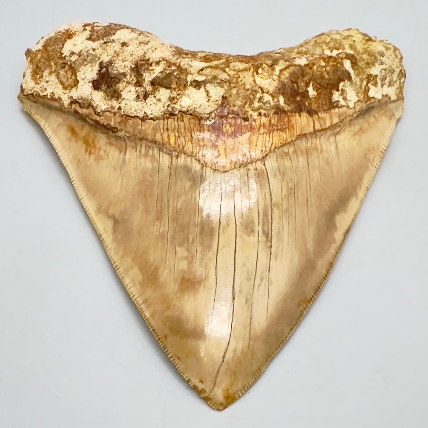 Megalodon Shark Tooth Large, collector quality 5.21 inch from Indonesia CM4529 front down