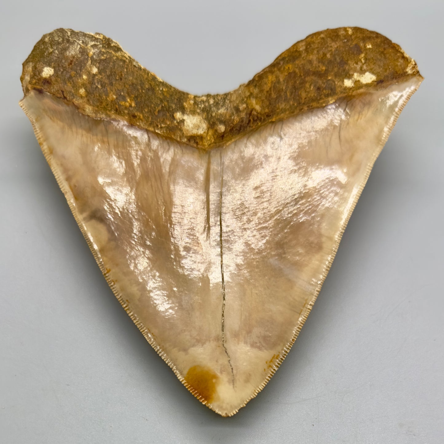 Megalodon Shark Tooth Large, collector quality 5.21 inch from Indonesia CM4529 back down