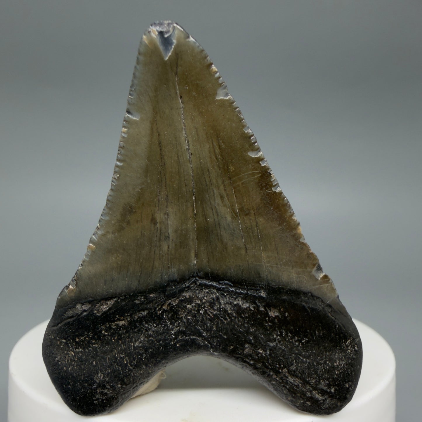 Back View Heart-shaped 2.04" Colorful Fossil Megalodon Tooth – South Carolina River Find | Authentic CM6395
