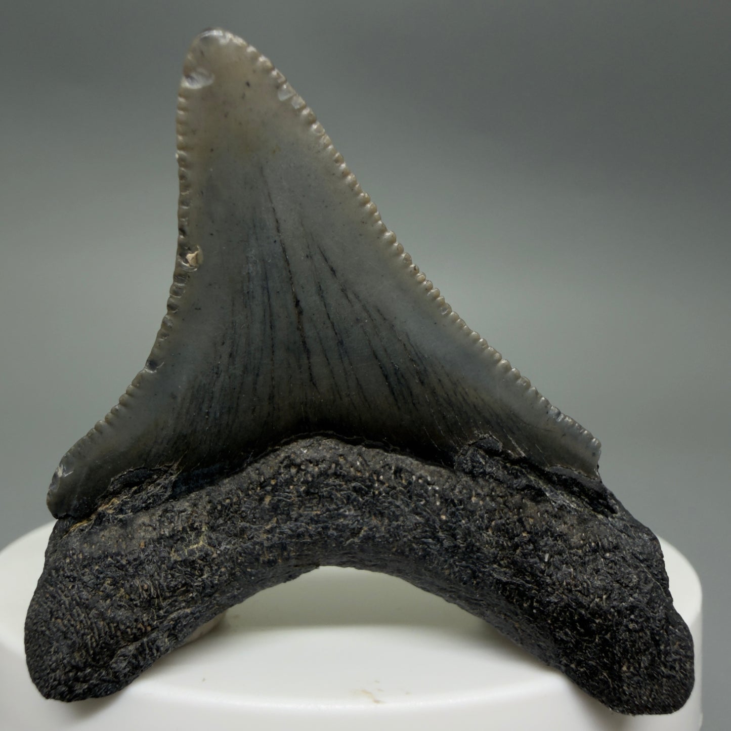 Back View Colorful 1.99" Fossil Megalodon Tooth – South Carolina River Find | Authentic CM6393