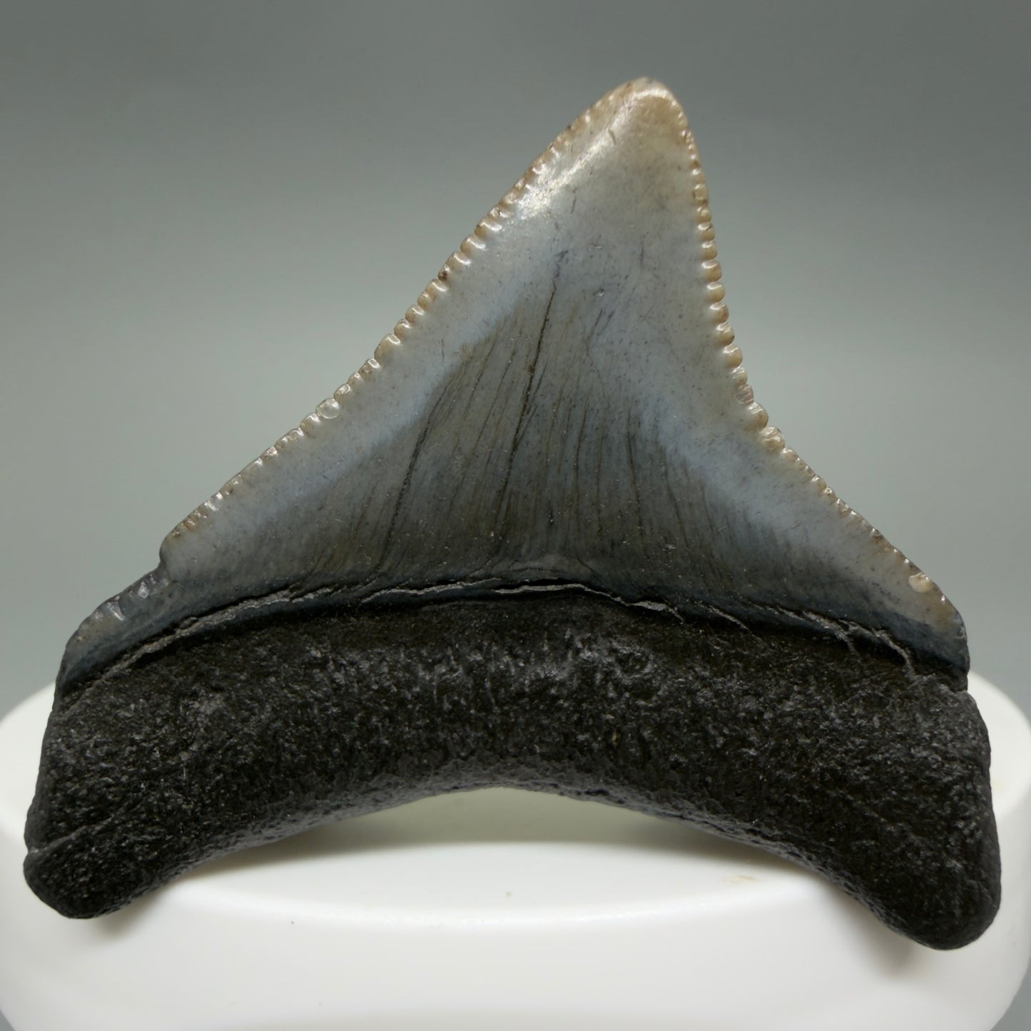 Back View Posterior, sharply serrated 1.68" Fossil Megalodon Tooth – South Carolina River Find | Authentic CM6388
