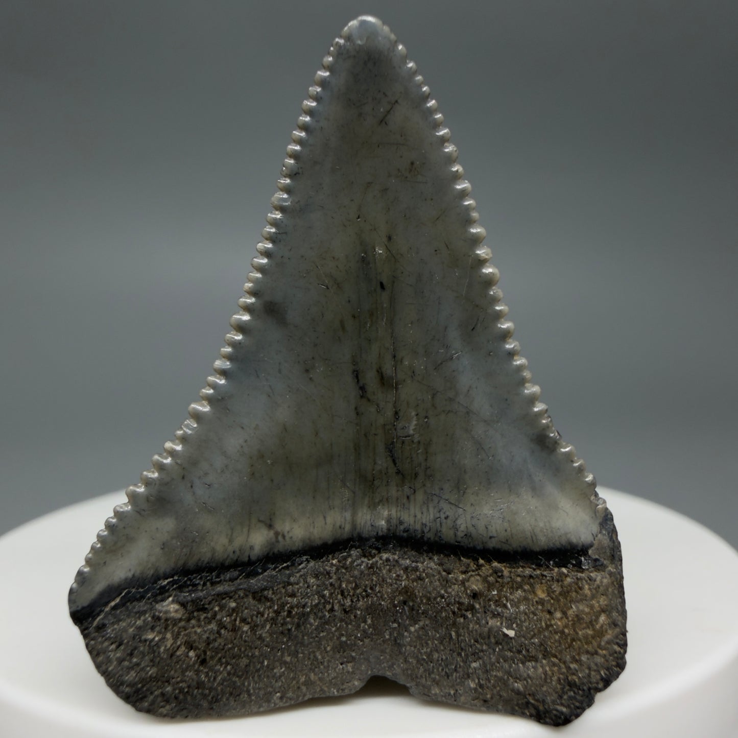 Back View Colorful, sharply serrated 1.51" Fossil Great White Tooth for Sale - South Carolina GW1341