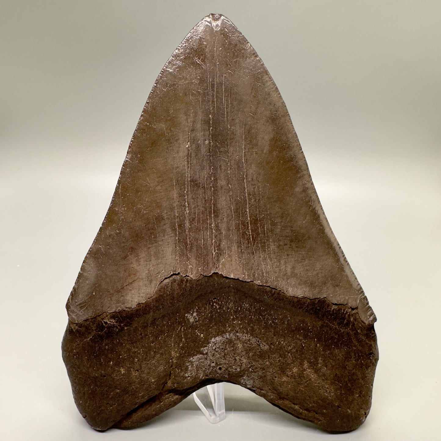 Brown, Extra Large 6.05" Fossil Megalodon Tooth: Scuba Diving, USA CM4813 - Back
