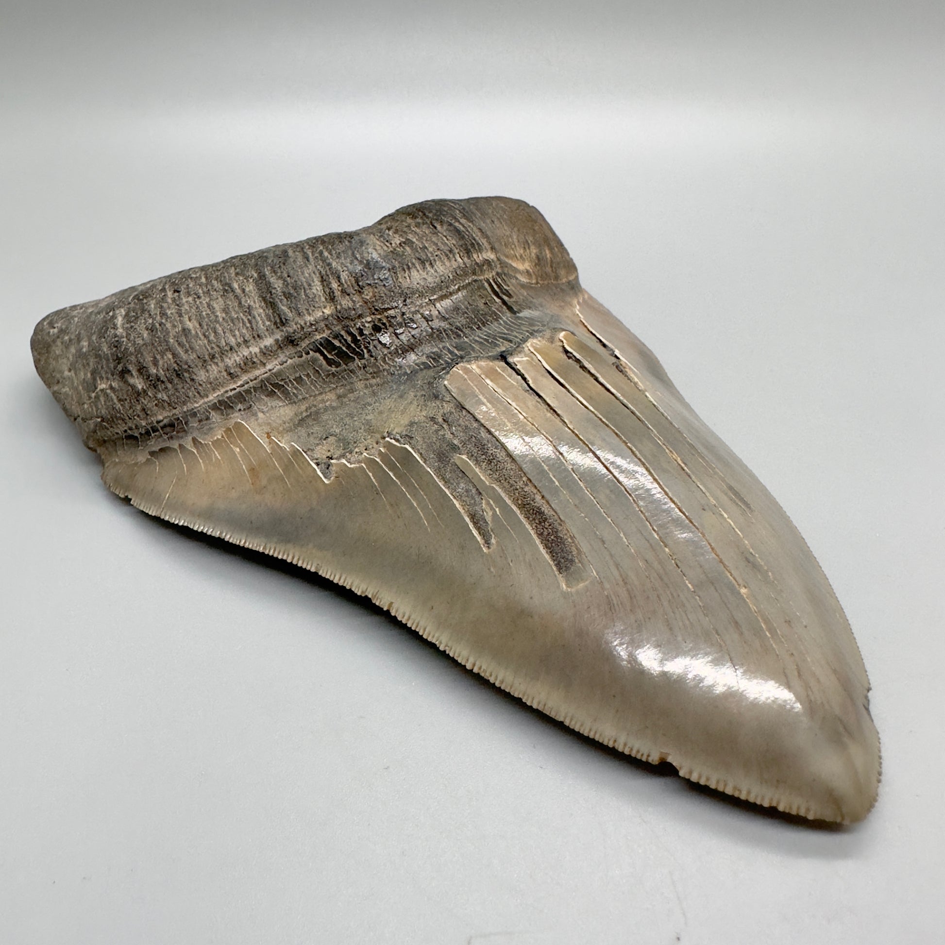 6.78" Monster Megalodon Tooth from Southeast, USA CM 4531 front left