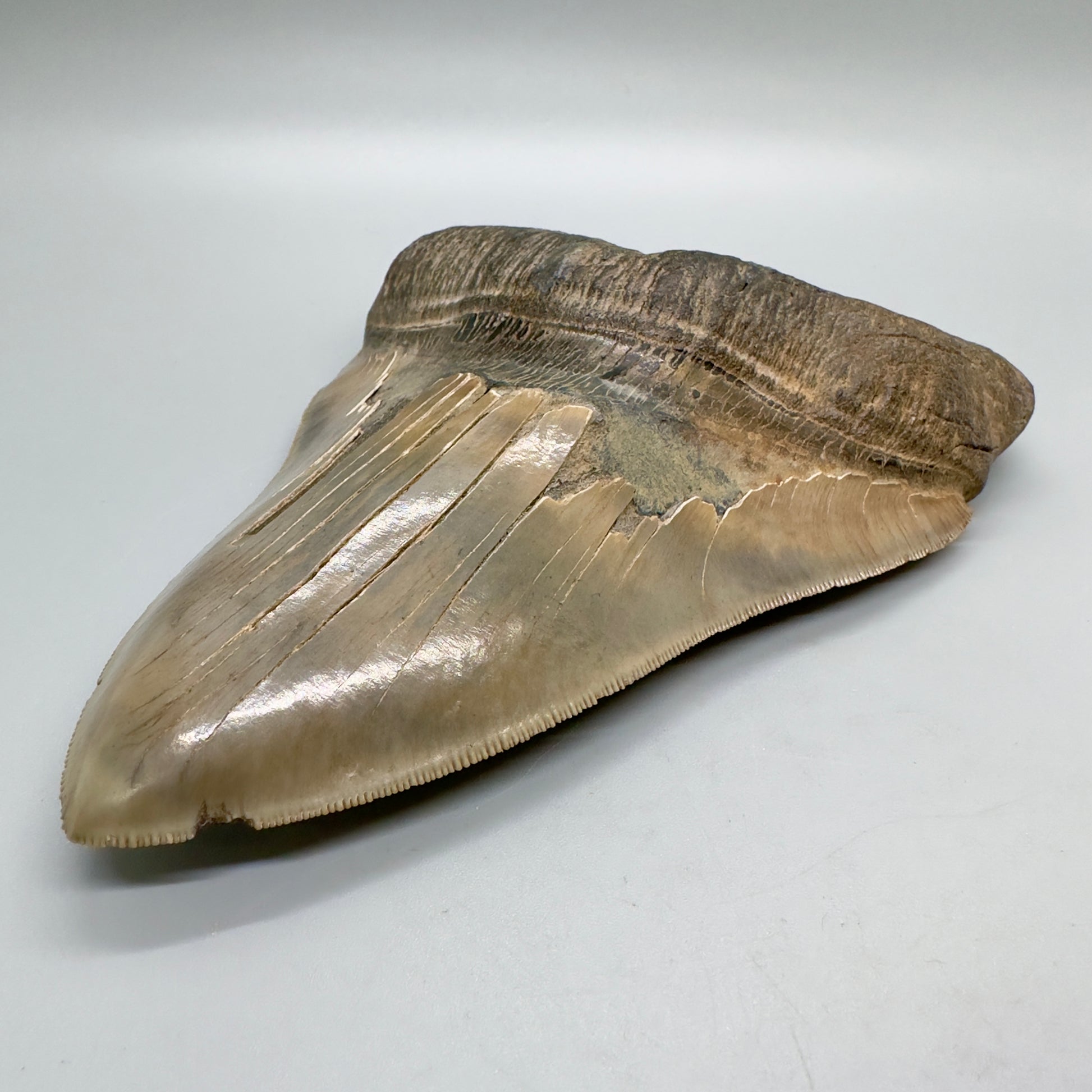 6.78" Monster Megalodon Tooth from Southeast, USA CM 4531 front right