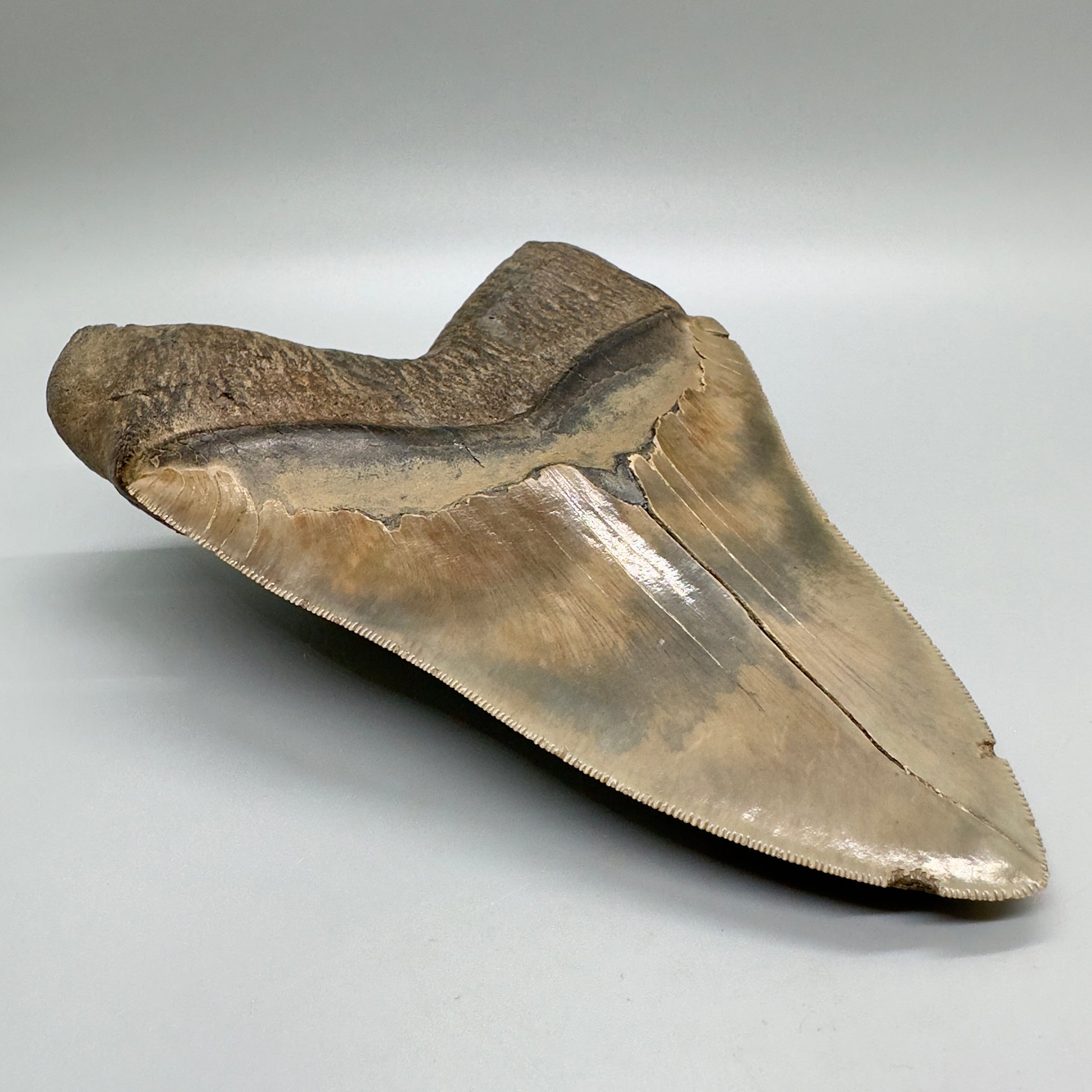6.78" Monster Megalodon Tooth from Southeast, USA CM 4531 back right