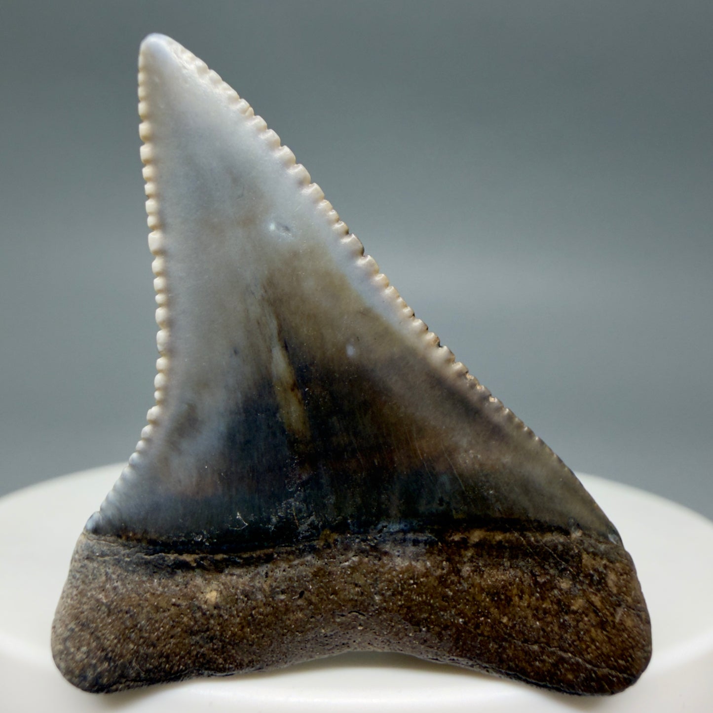 Back View Outstanding 1.56" long Fossil Great White Tooth from the deserts of Peru GW1336