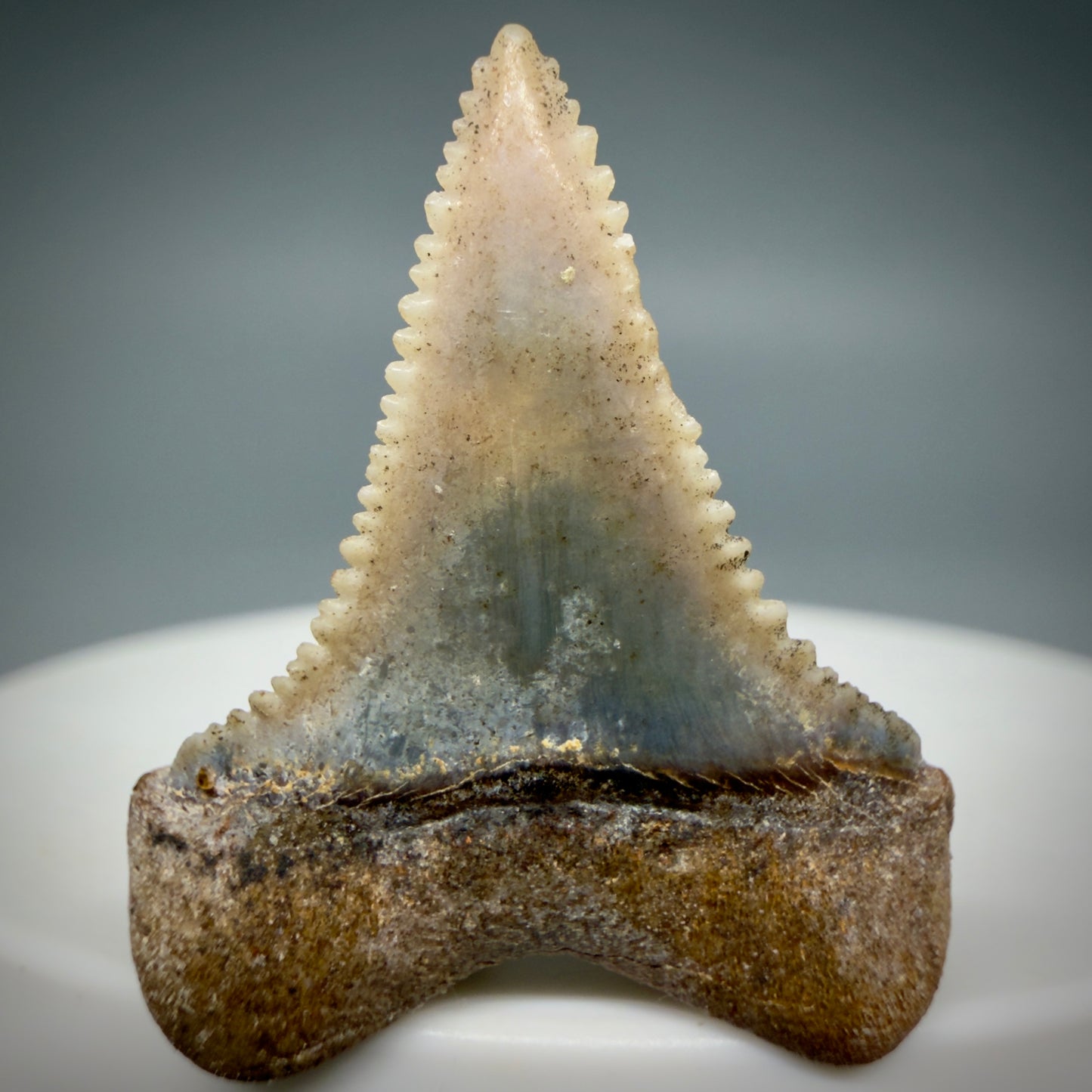 Back View Very colorful, sharply serrated 1.10" long Fossil Great White Tooth from the deserts of Peru GW1335