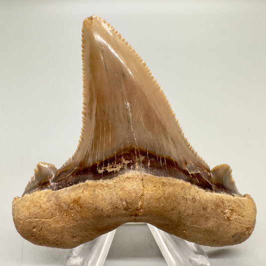 Sharply serrated 2.65 inches Carcharocles sokolowi (auriculatus) from Western Sahara AU356 front