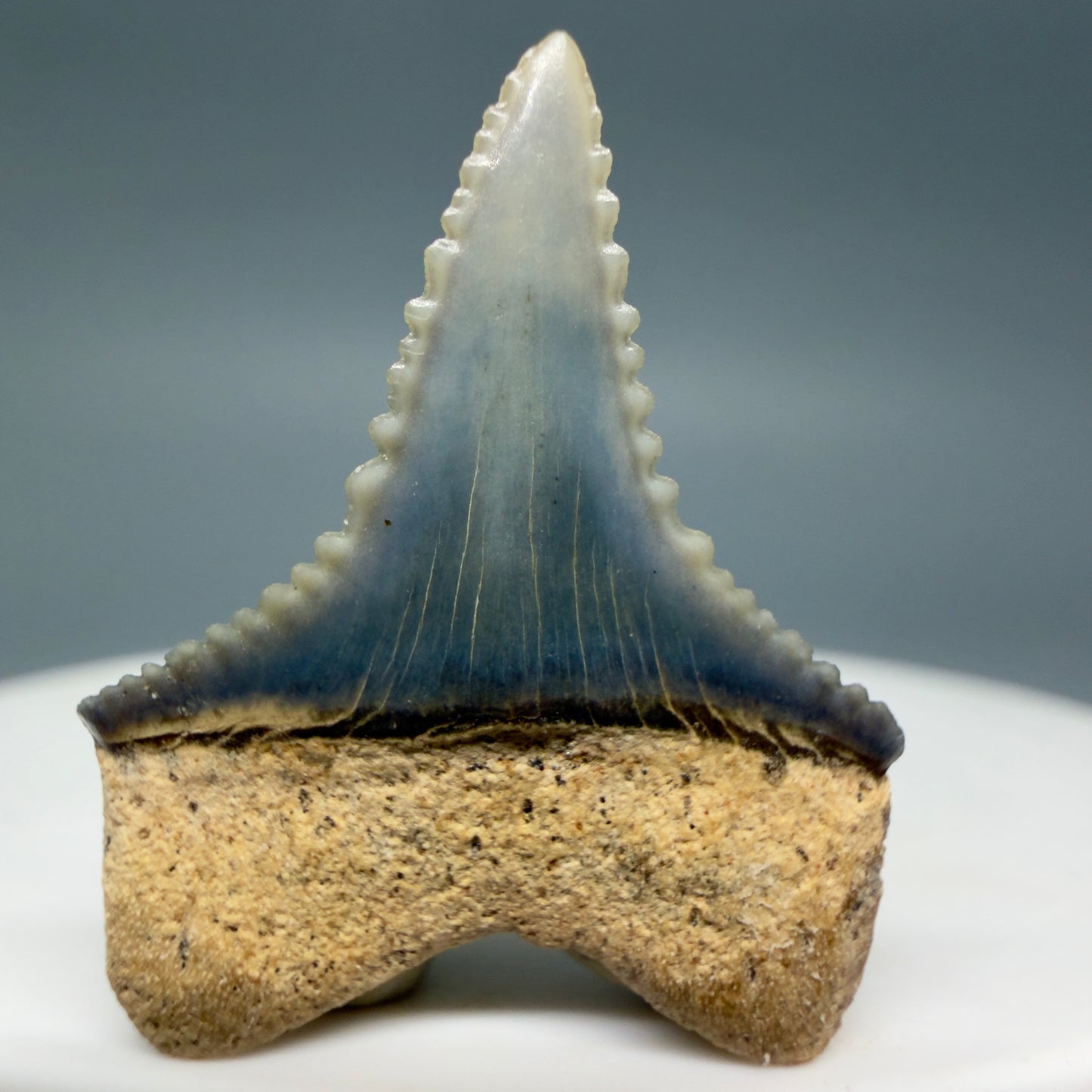 Back View Very colorful, sharply serrated 1.00" long Fossil Great White Tooth from the deserts of Peru GW1334
