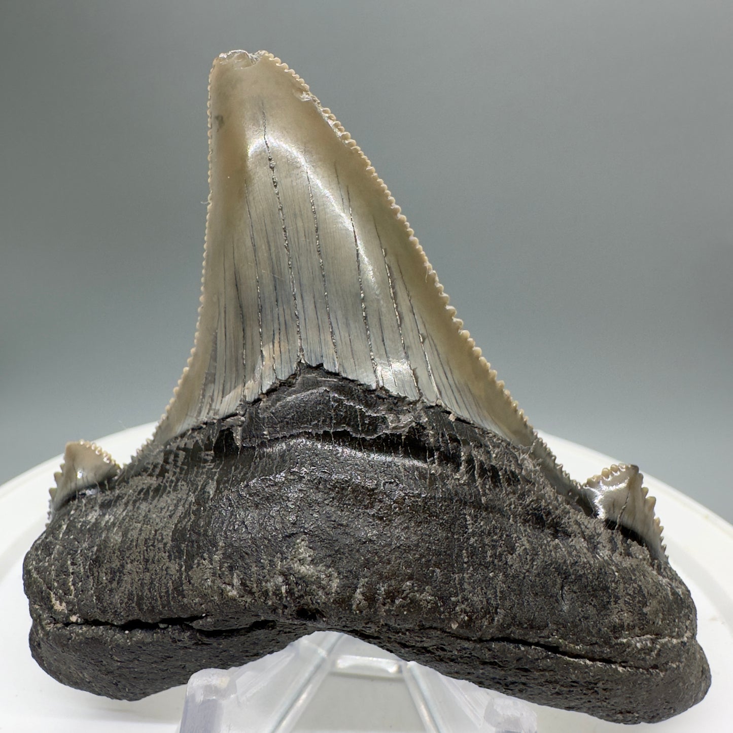 Large 3.27" Fossil Carcharocles sokolowi (auriculatus) Shark Tooth - South Carolina AU379 - Front