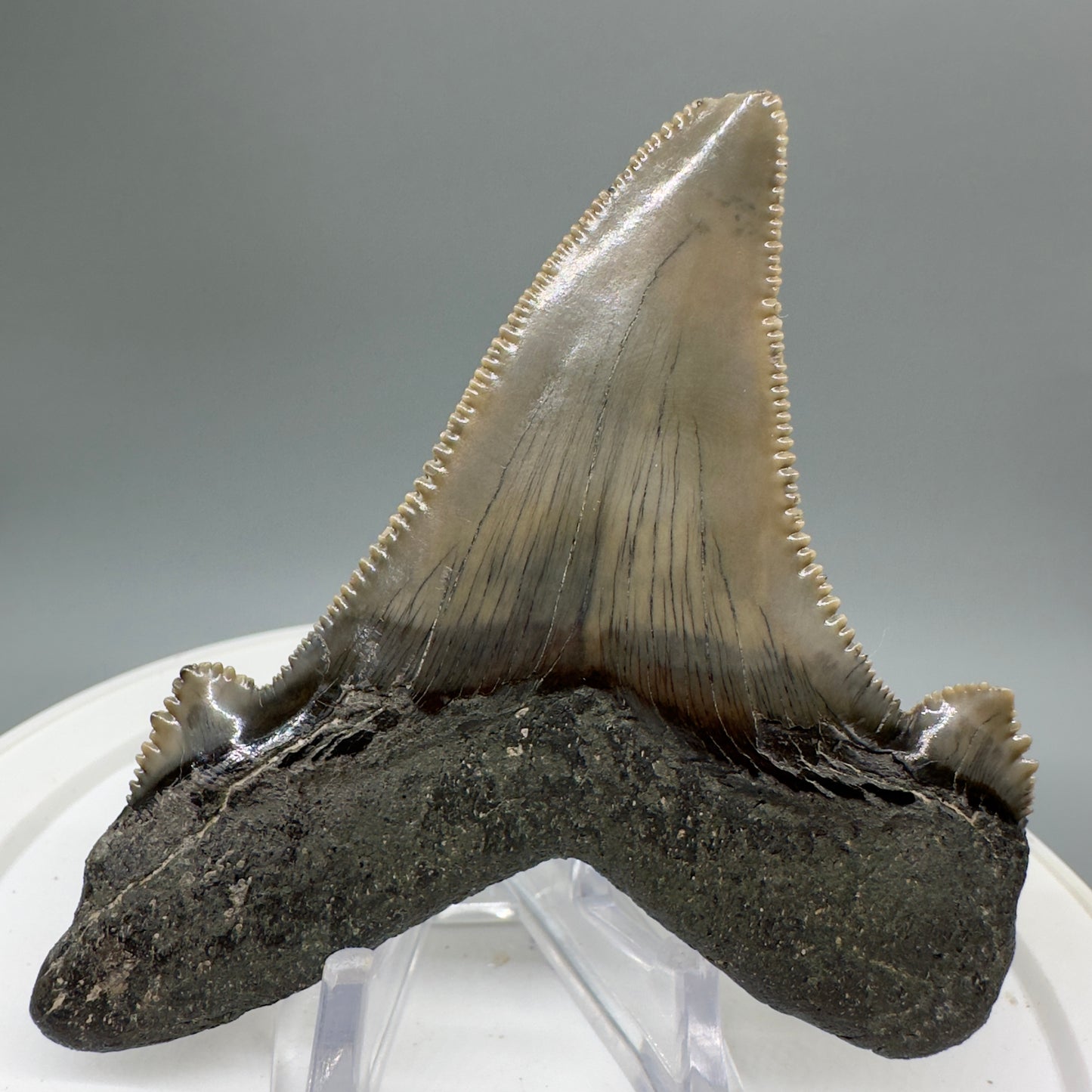 Large 3.27" Fossil Carcharocles sokolowi (auriculatus) Shark Tooth - South Carolina AU379 - Back