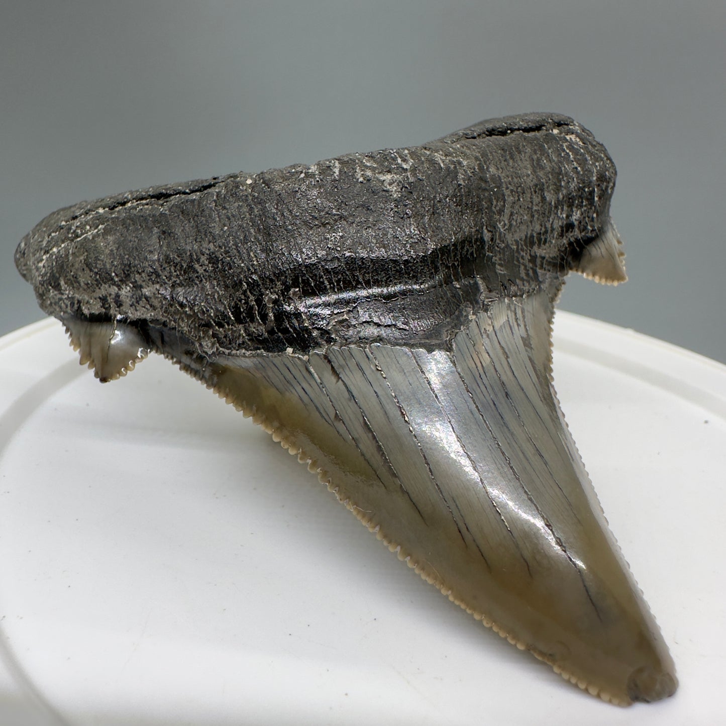 Large 3.27" Fossil Carcharocles sokolowi (auriculatus) Shark Tooth - South Carolina AU379 - Front Left