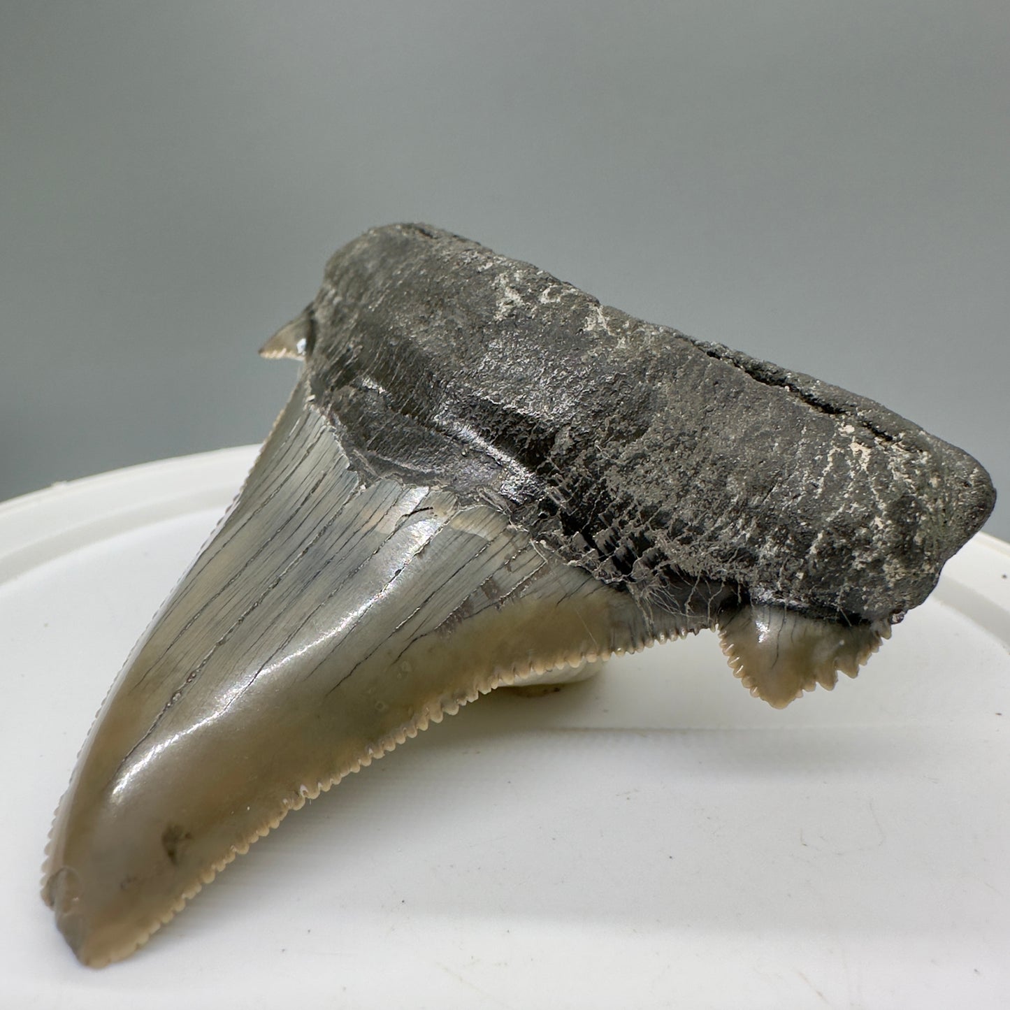 Large 3.27" Fossil Carcharocles sokolowi (auriculatus) Shark Tooth - South Carolina AU379 - Front Right