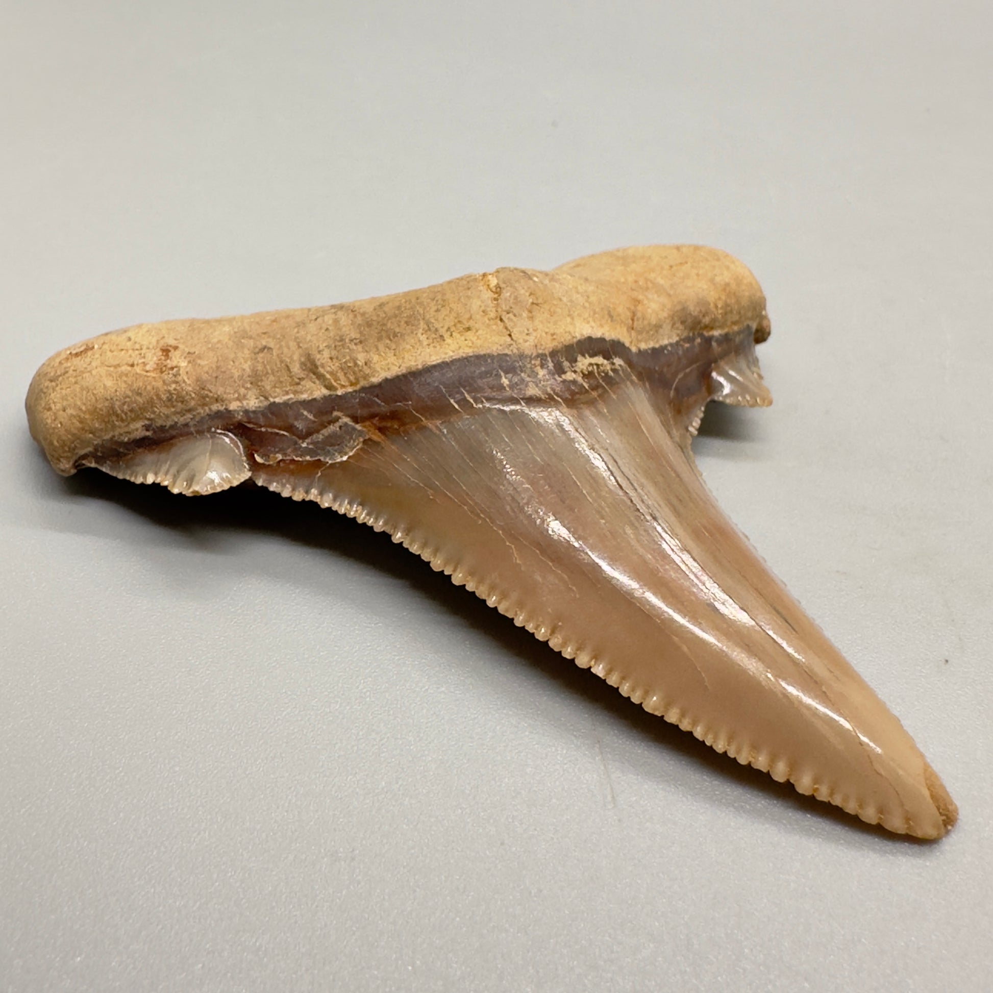 Sharply serrated 2.65 inches Carcharocles sokolowi (auriculatus) from Western Sahara AU356 front left