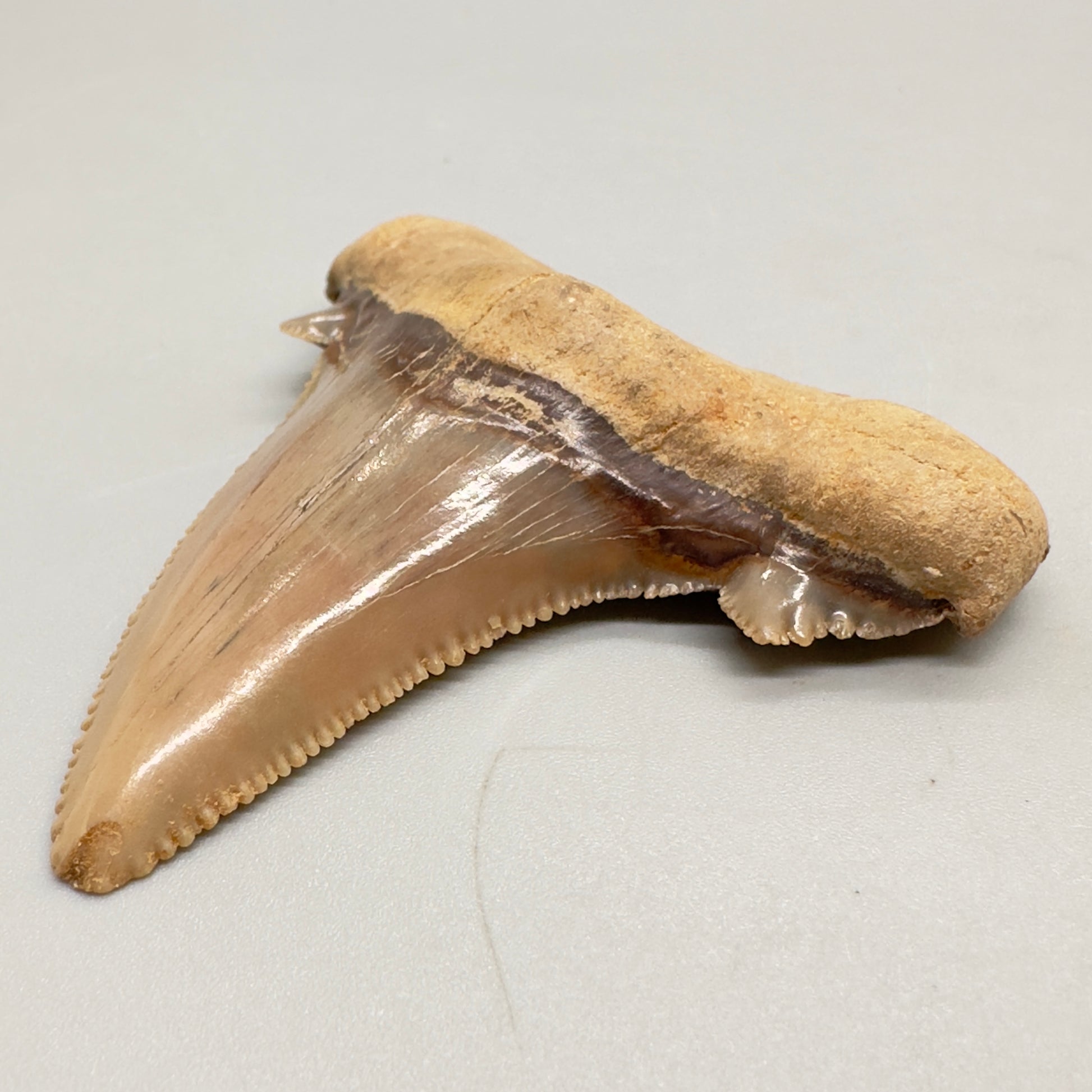 Sharply serrated 2.65 inches Carcharocles sokolowi (auriculatus) from Western Sahara AU356 front right