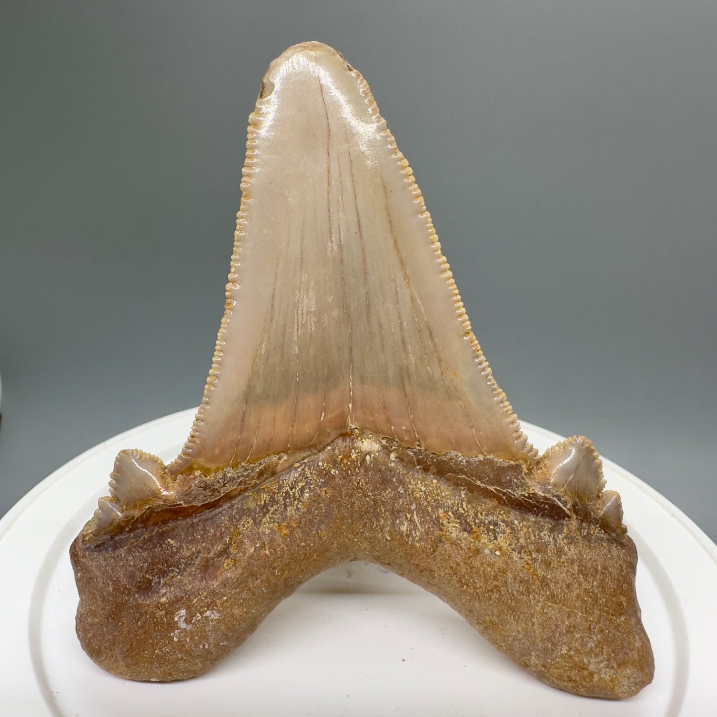 Large 3.67" Fossil Carcharocles sokolowi (auriculatus) Shark Tooth - Western Sahara! AU377 - Back