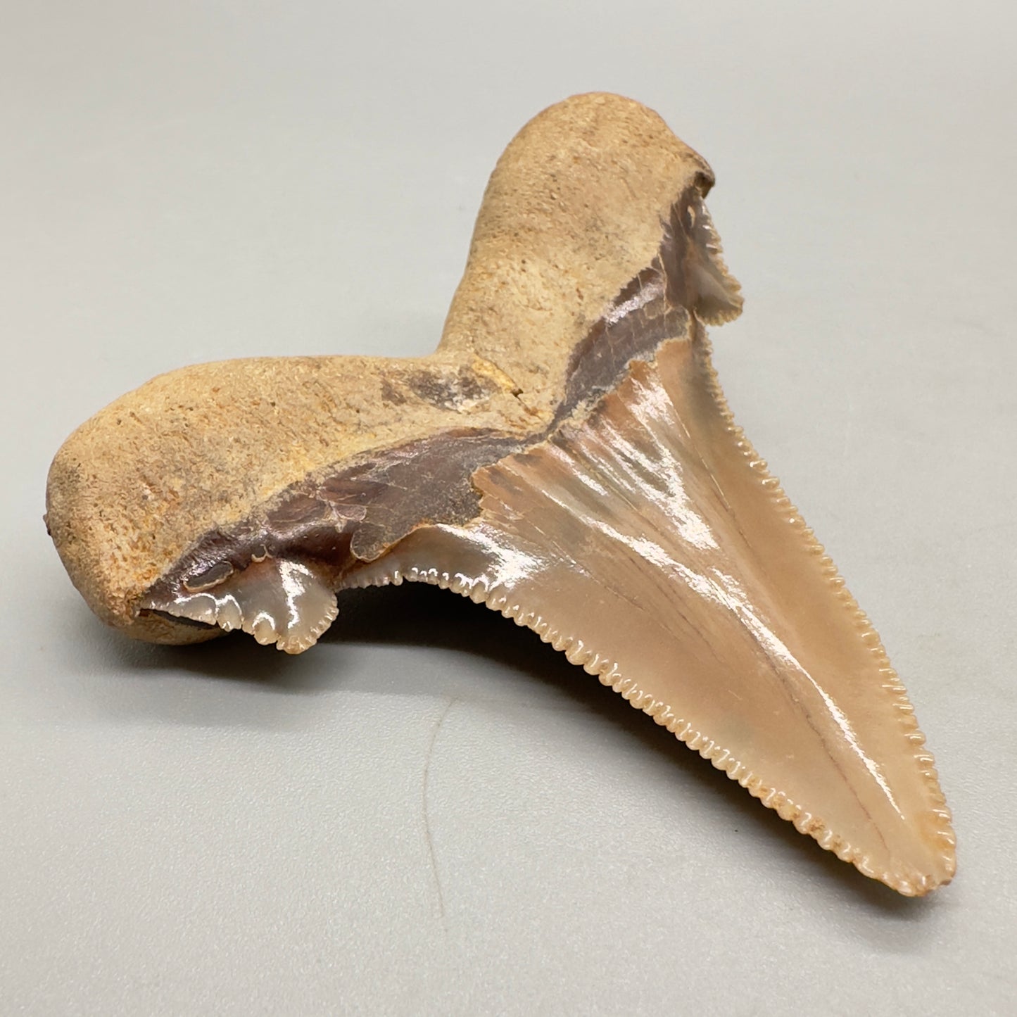 Sharply serrated 2.65 inches Carcharocles sokolowi (auriculatus) from Western Sahara AU356 back left
