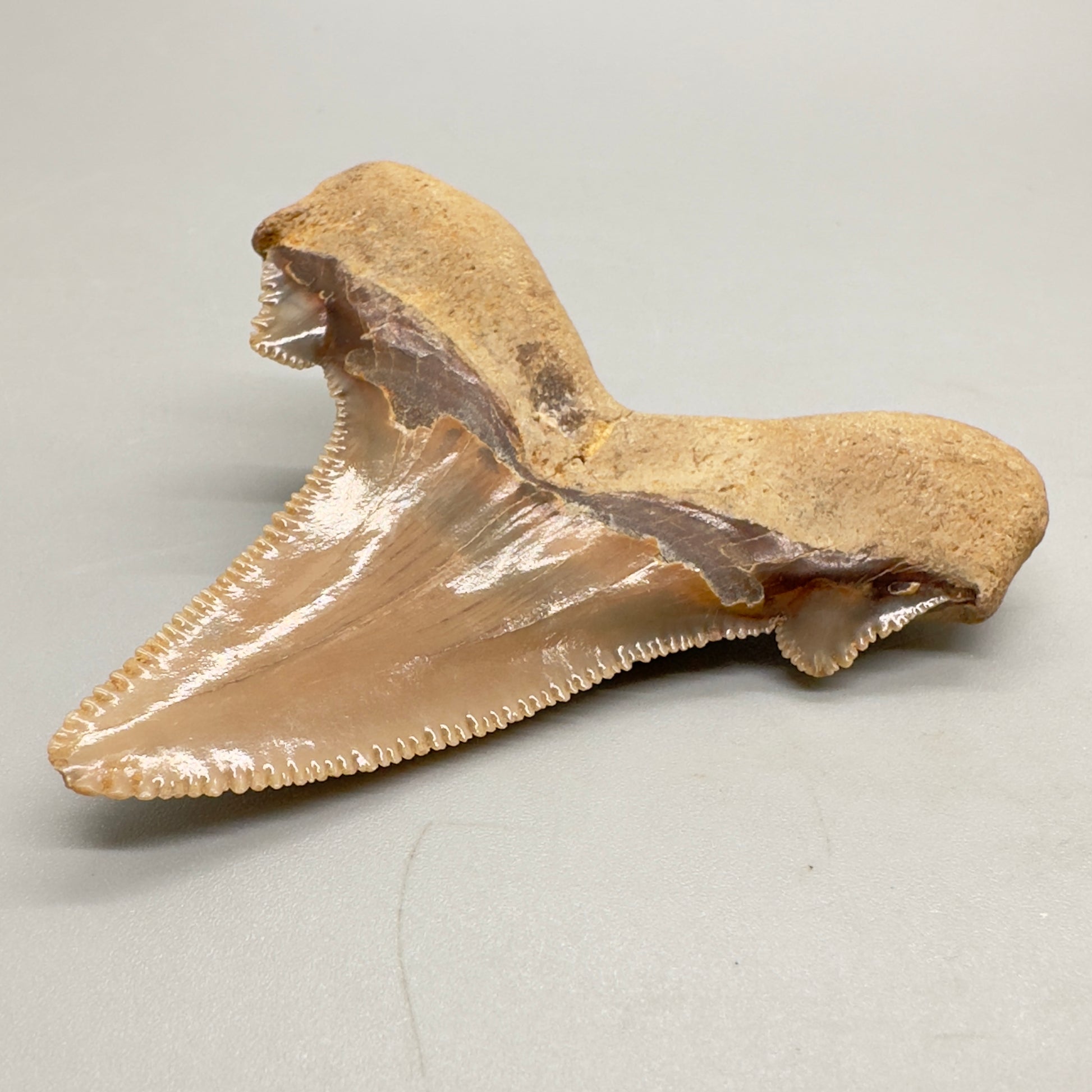 Sharply serrated 2.65 inches Carcharocles sokolowi (auriculatus) from Western Sahara AU356 back right