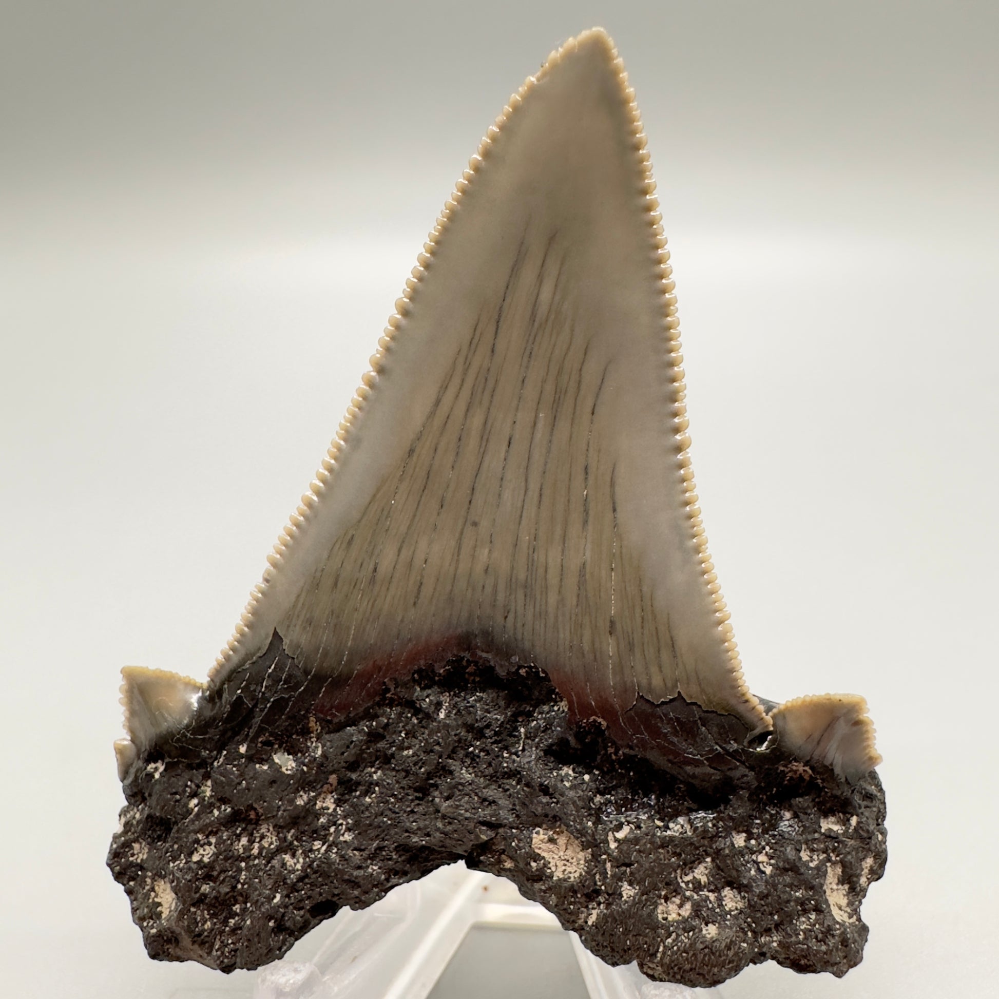 Large, sharply serrated 2.71 inches Carcharocles sokolowi (auriculatus) shark tooth from South Carolina AU366 back