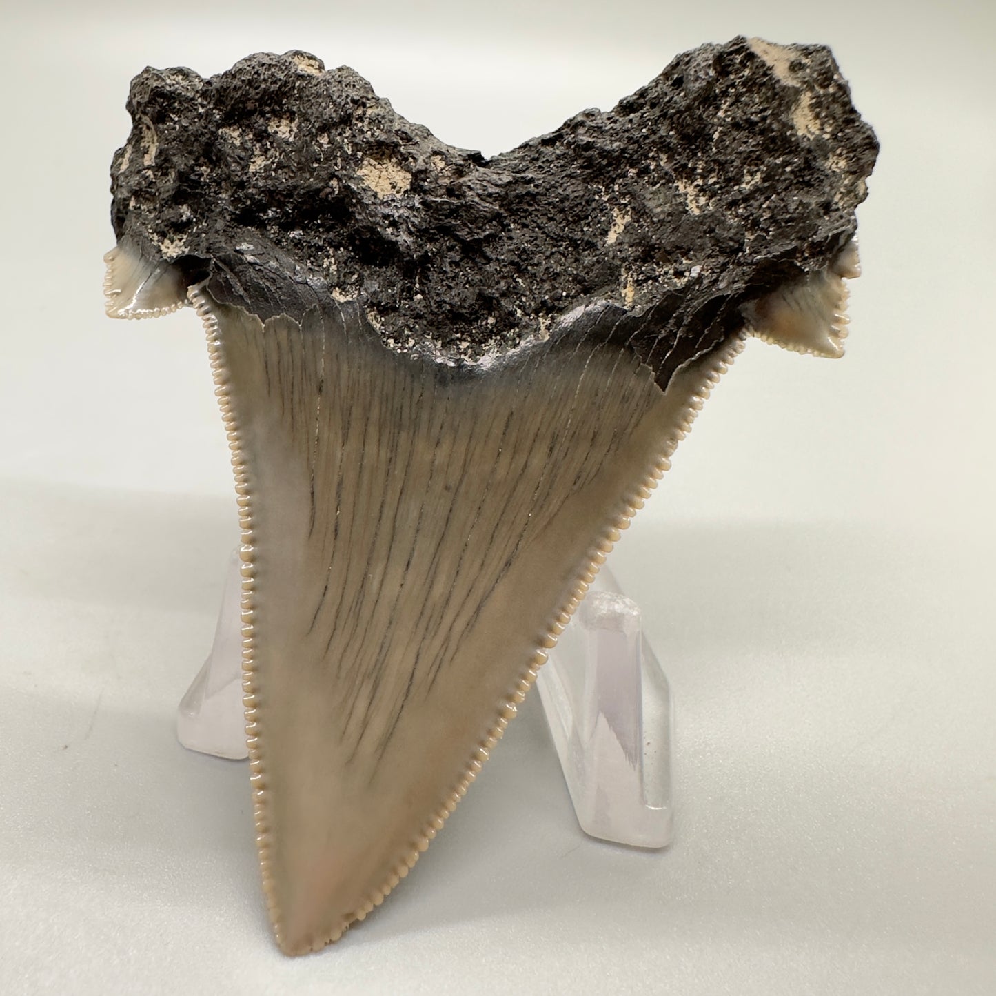 Large, sharply serrated 2.71 inches Carcharocles sokolowi (auriculatus) shark tooth from South Carolina AU366 back down