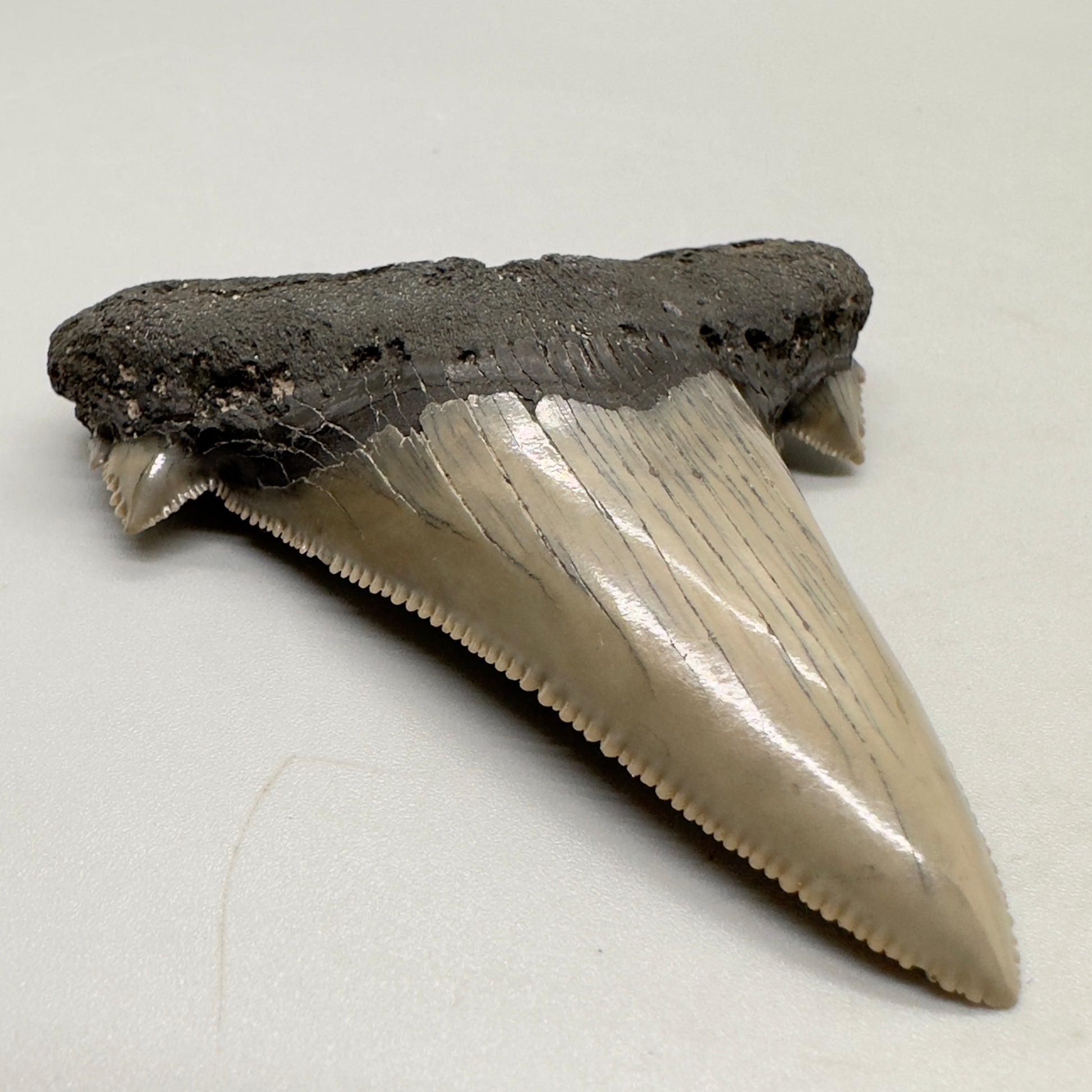 Large, sharply serrated 2.71 inches Carcharocles sokolowi (auriculatus) shark tooth from South Carolina AU366 front left