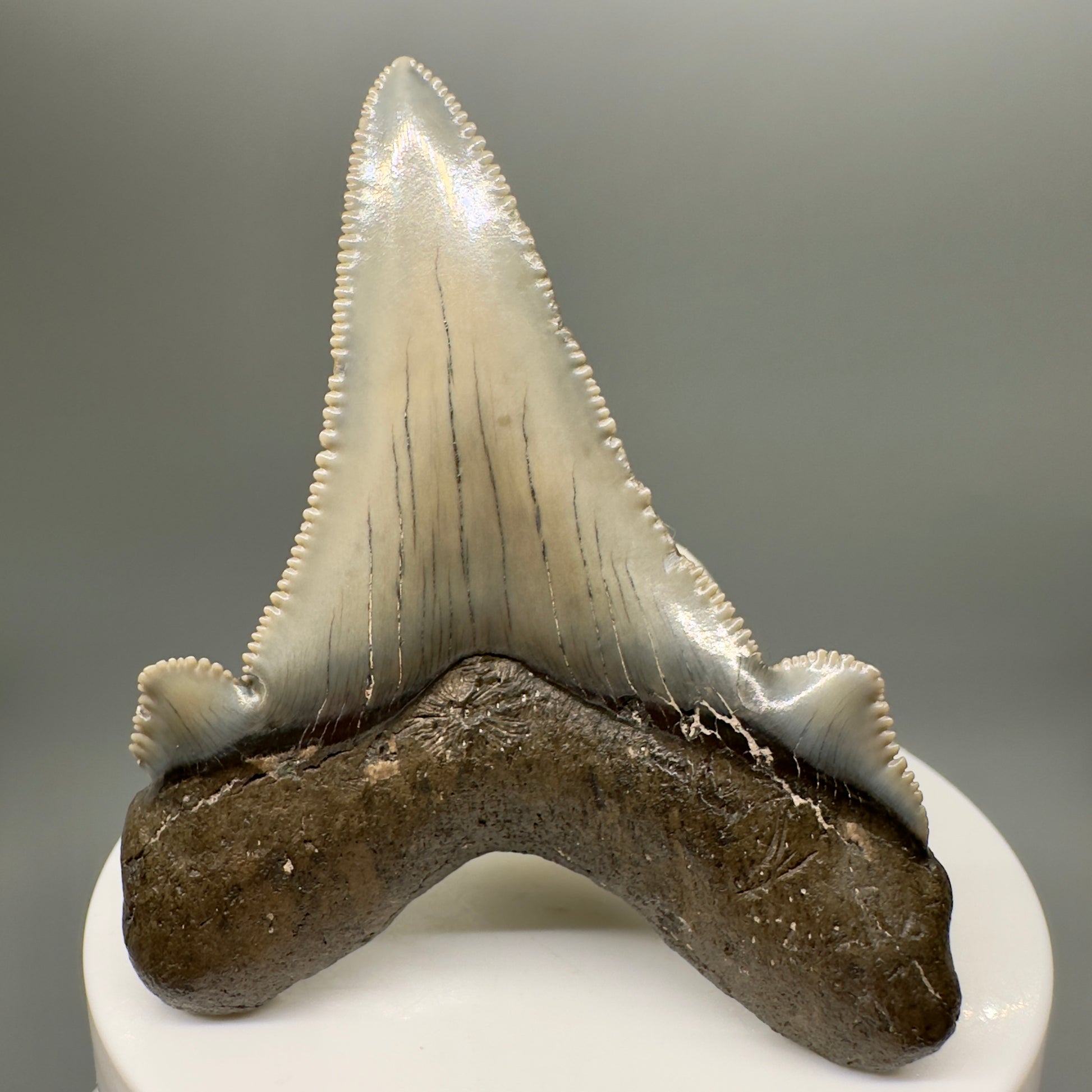 Gorgeous 2.60" Fossil Carcharocles sokolowi (auriculatus) Shark Tooth - South Carolina AU378 - Back