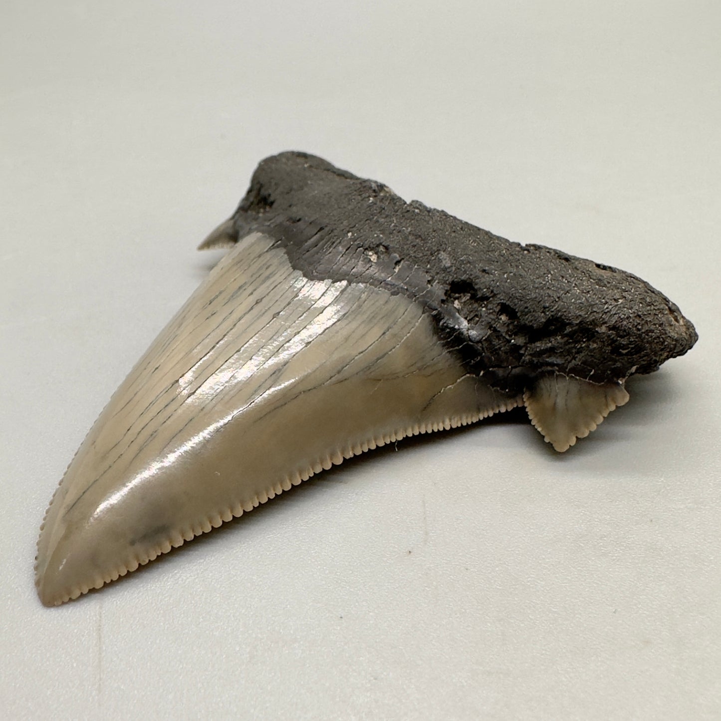Large, sharply serrated 2.71 inches Carcharocles sokolowi (auriculatus) shark tooth from South Carolina AU366 front right