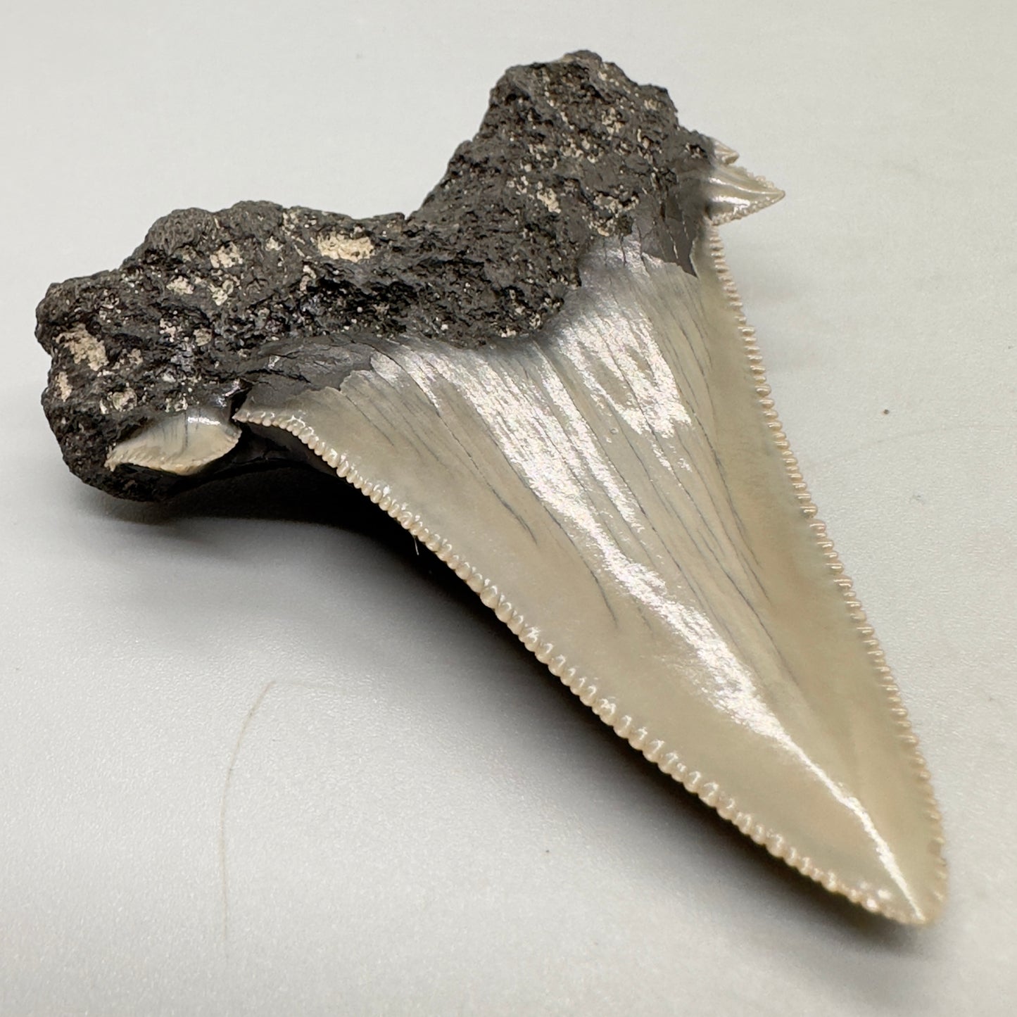 Large, sharply serrated 2.71 inches Carcharocles sokolowi (auriculatus) shark tooth from South Carolina AU366 back left