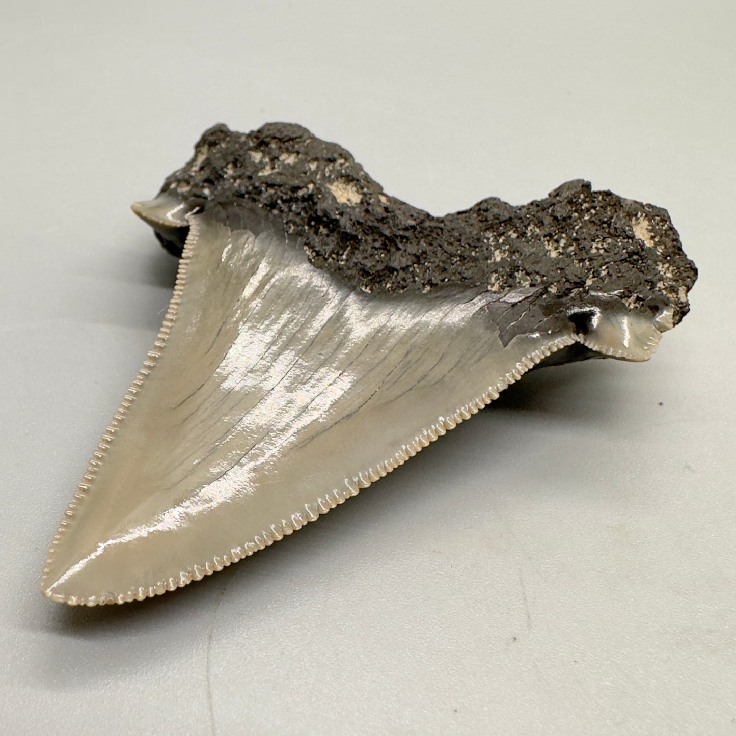Large, sharply serrated 2.71 inches Carcharocles sokolowi (auriculatus) shark tooth from South Carolina AU366 back right