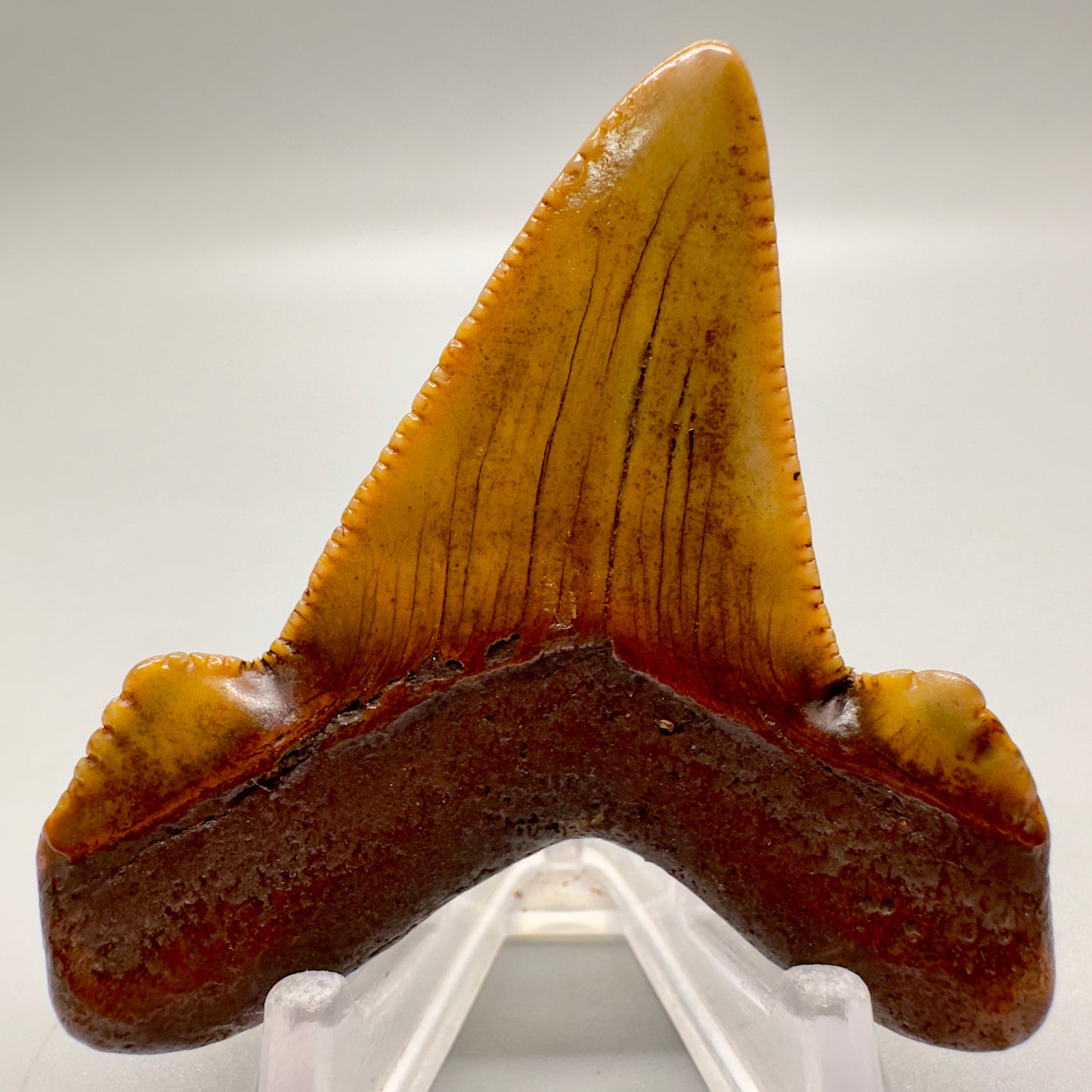 2.36 inches Carcharocles sokolowi (auriculatus) shark tooth from Suwannee River, Fl AU369 back
