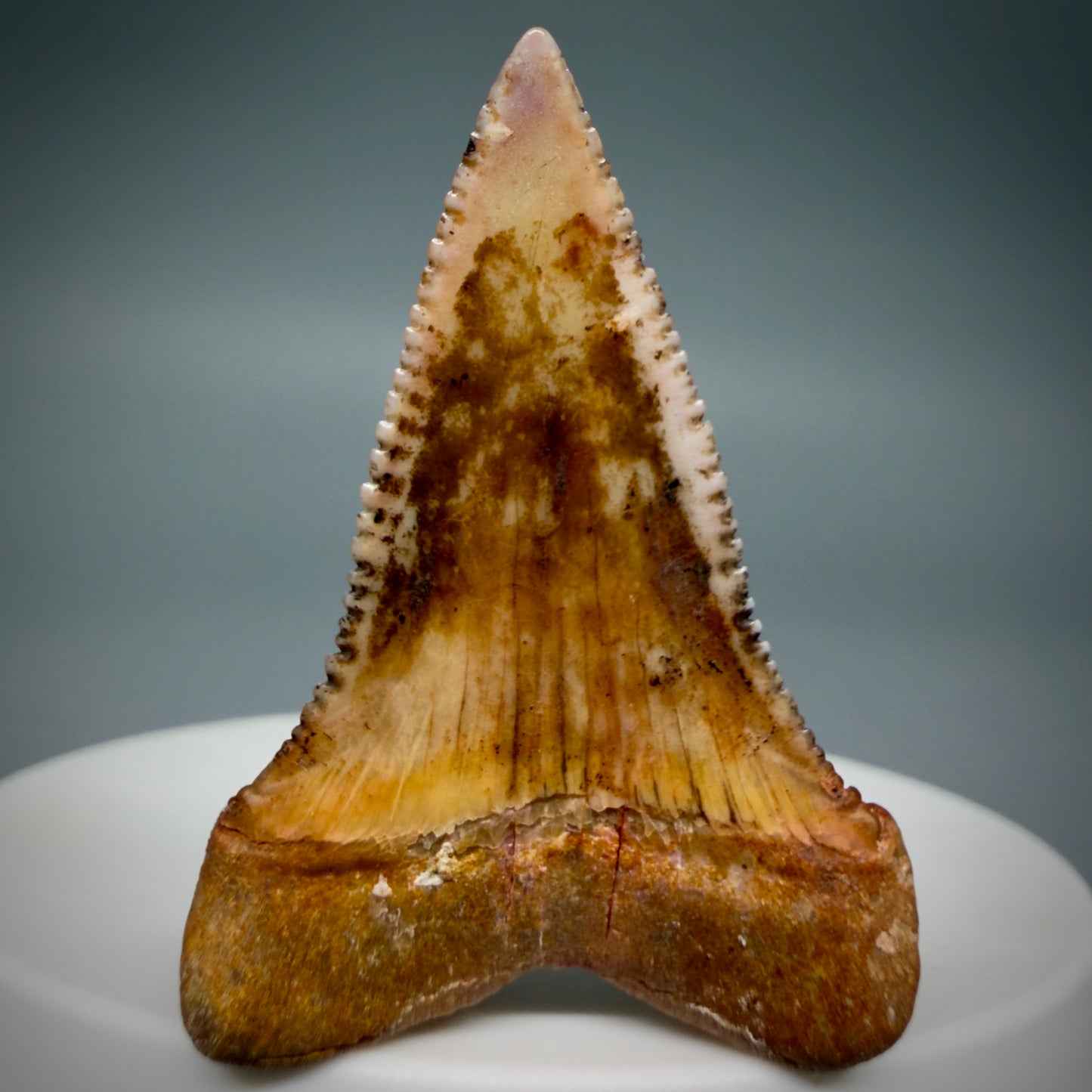 Back View Outstanding, collector's quality 1.61" long Fossil Great White Tooth from the deserts of Peru GW1337