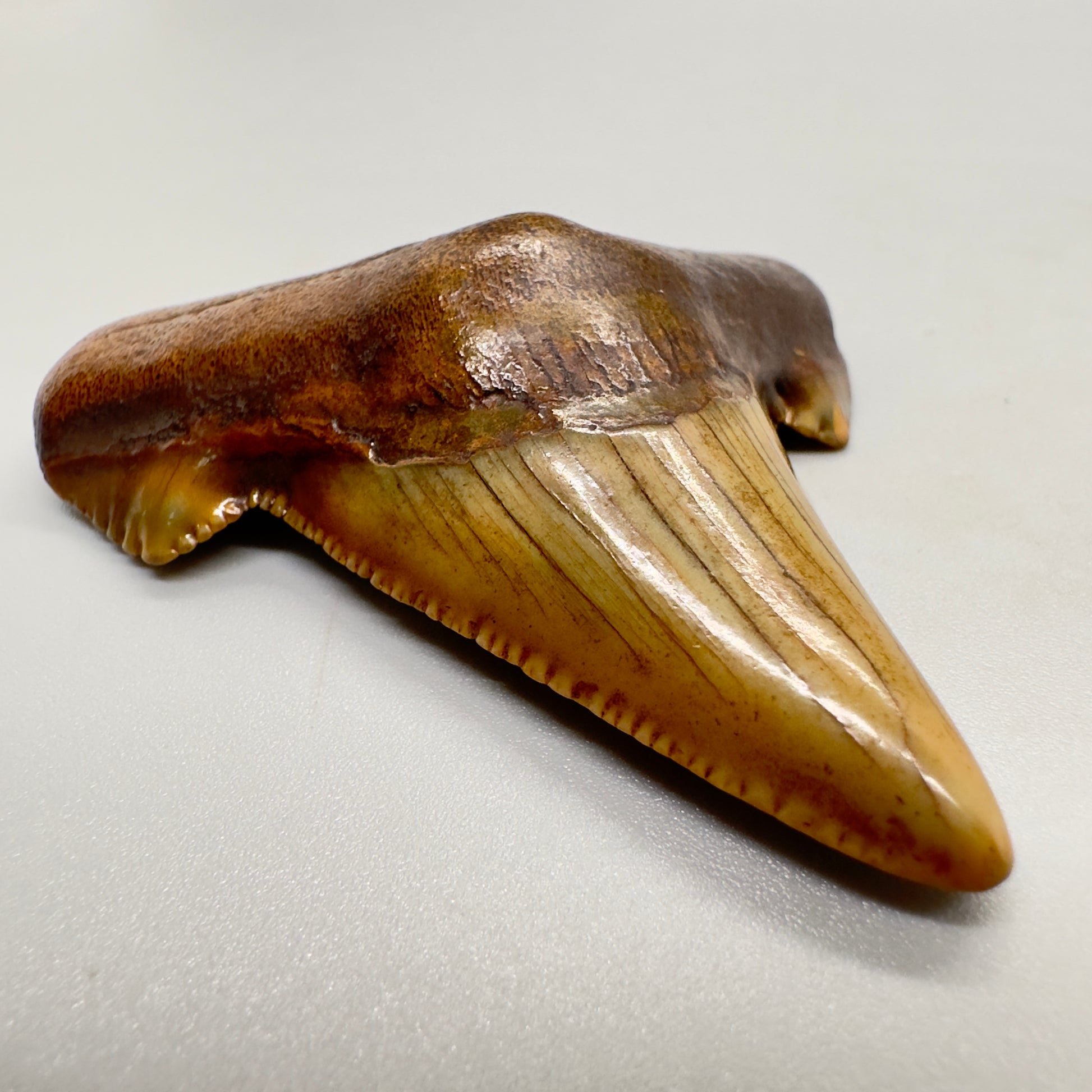 2.36 inches Carcharocles sokolowi (auriculatus) shark tooth from Suwannee River, Fl AU369 front left