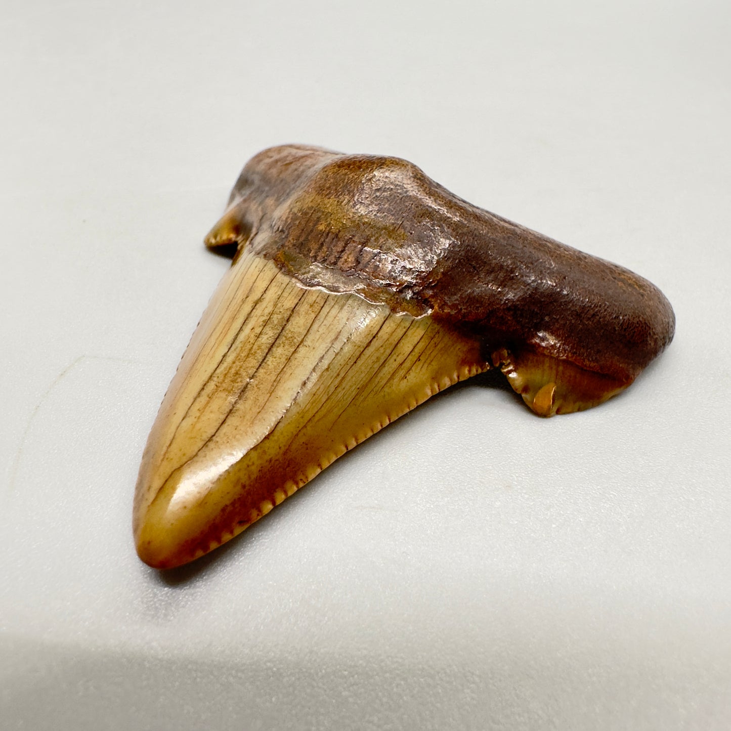 2.36 inches Carcharocles sokolowi (auriculatus) shark tooth from Suwannee River, Fl AU369 front right