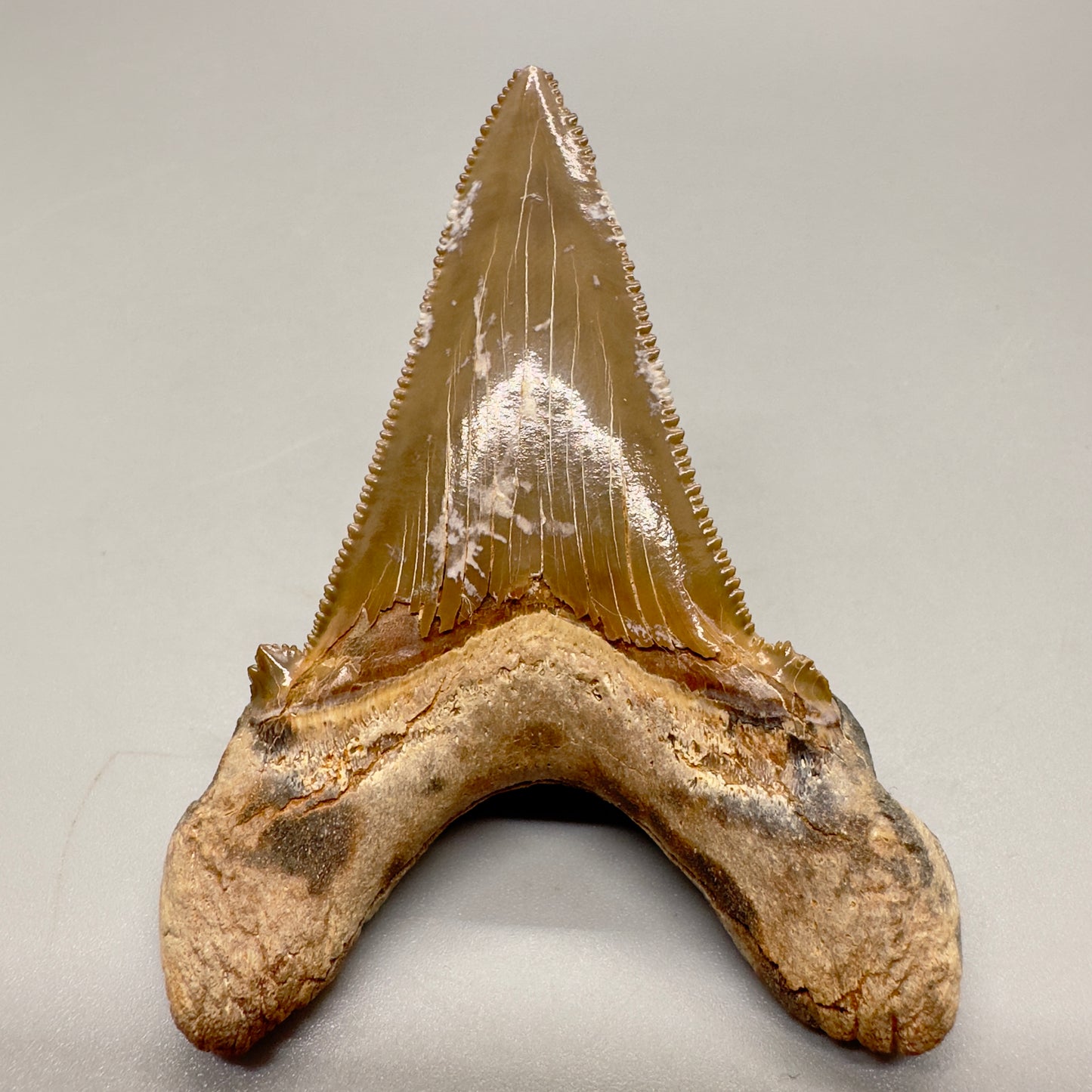 Large colorful 2.95 inches Carcharocles sokolowi (auriculatus) shark tooth from Kazakhstan AU363 back
