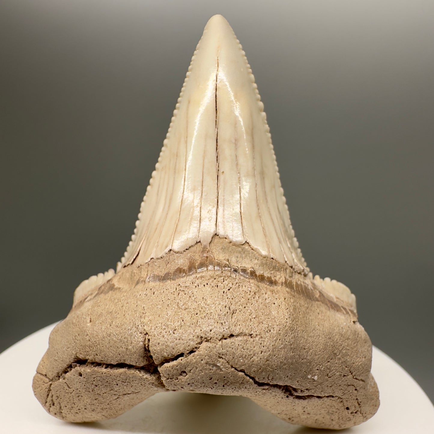 Huge, Sharply Serrated 2.24" Carcharocles auriculatus Shark Tooth Fossil - Central Kazakhstan AU373 - Front