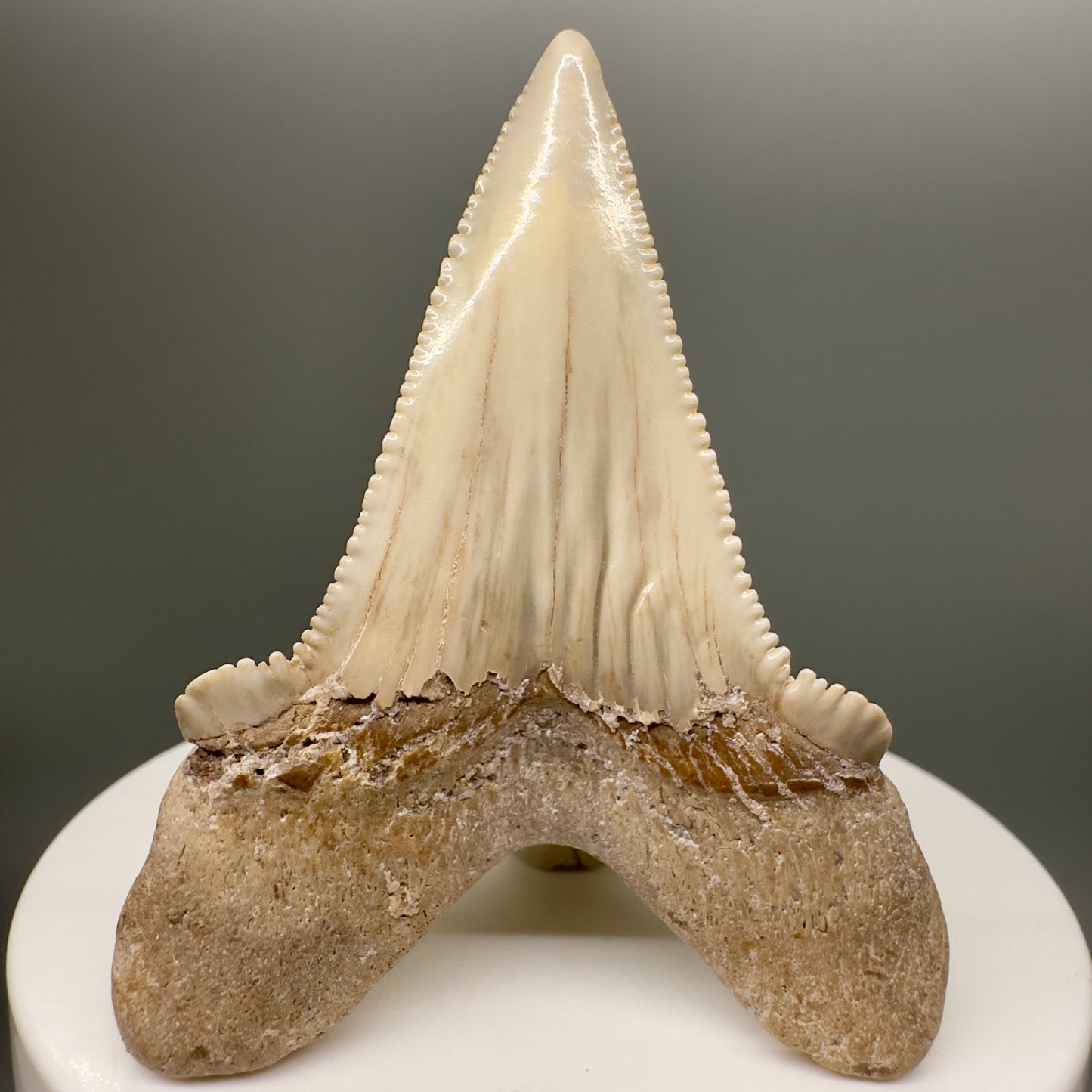 Huge, Sharply Serrated 2.24" Carcharocles auriculatus Shark Tooth Fossil - Central Kazakhstan AU373 - Back