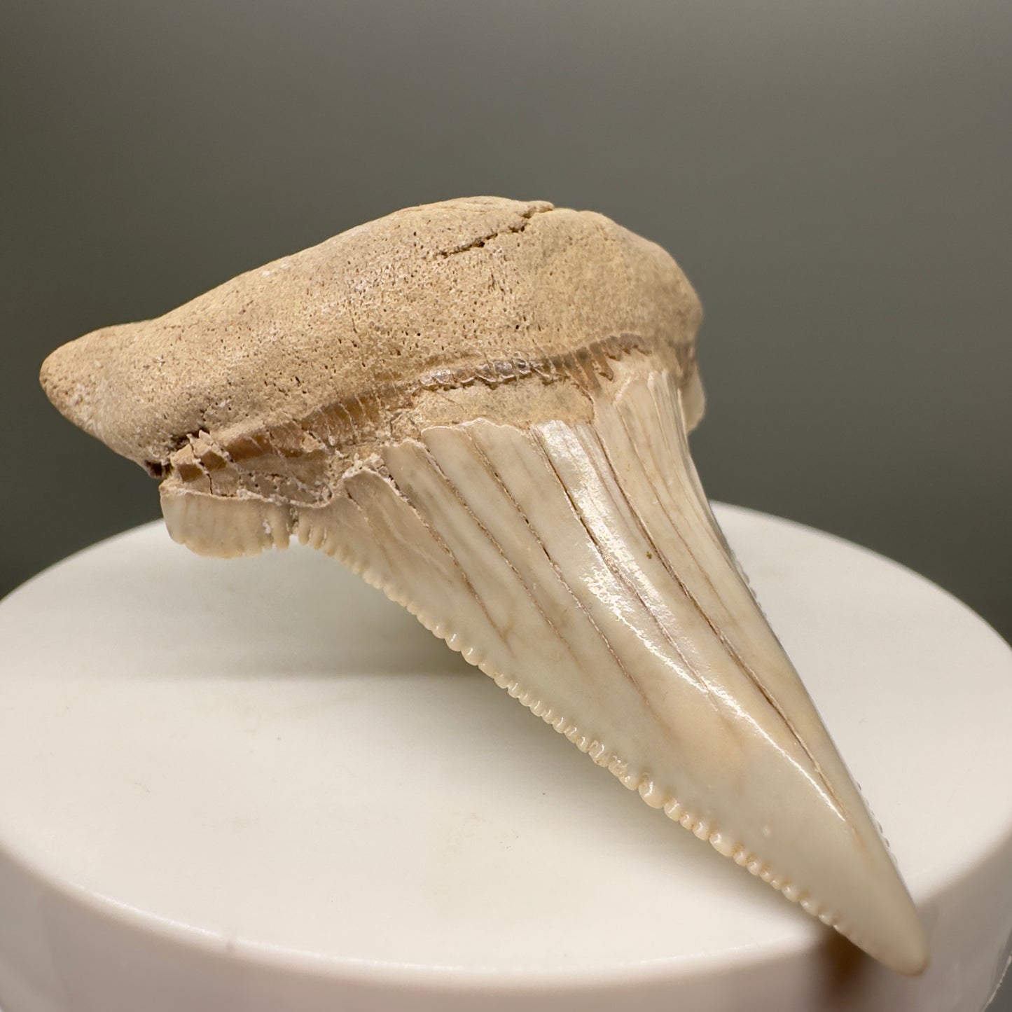 Huge, Sharply Serrated 2.24" Carcharocles auriculatus Shark Tooth Fossil - Central Kazakhstan AU373 - Front Left