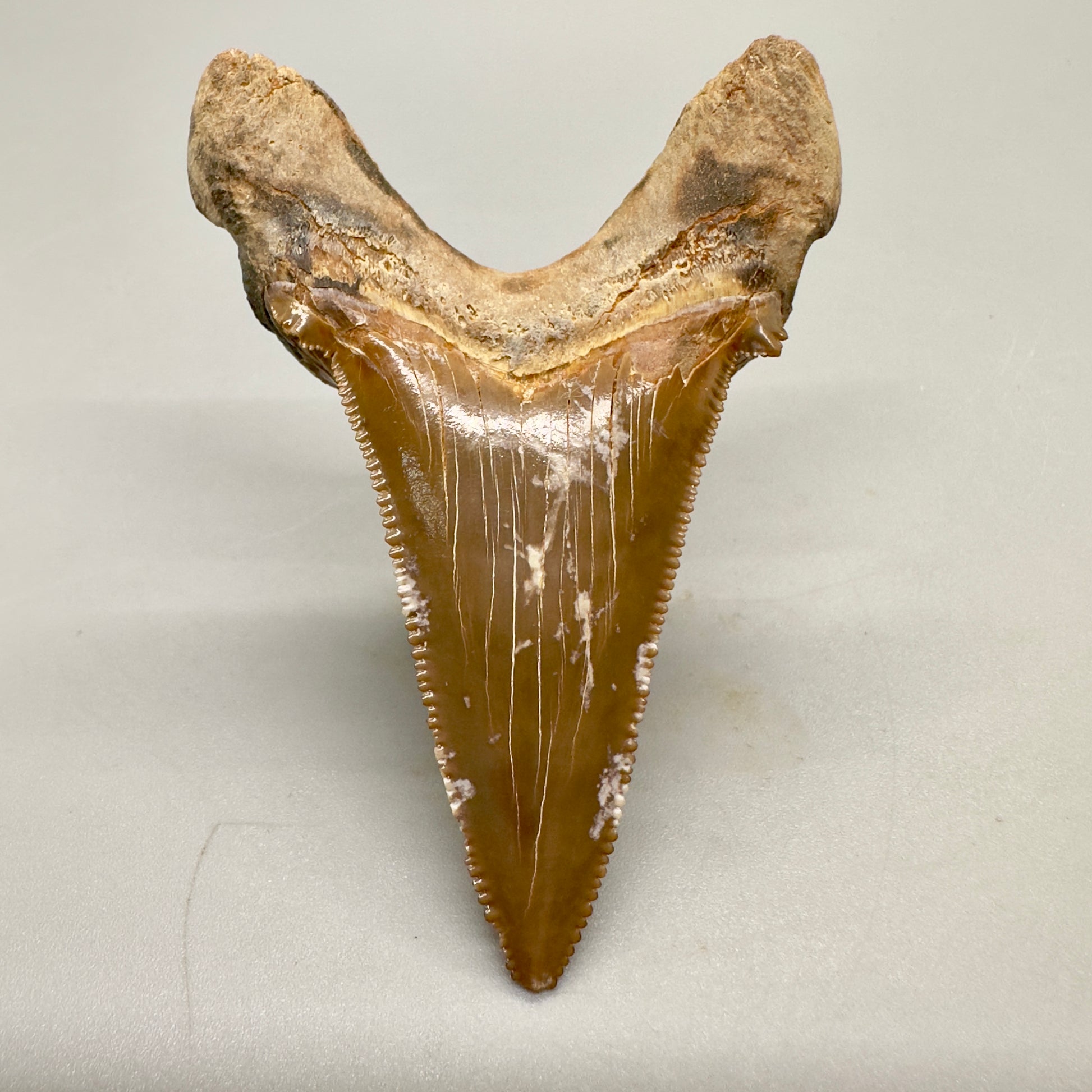 Large colorful 2.95 inches Carcharocles sokolowi (auriculatus) shark tooth from Kazakhstan AU363 back down
