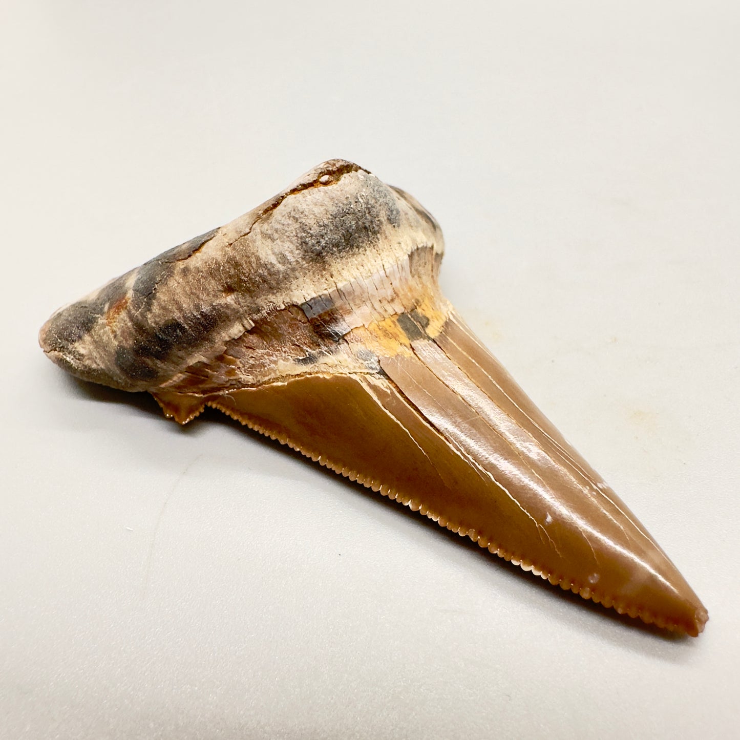 Large colorful 2.95 inches Carcharocles sokolowi (auriculatus) shark tooth from Kazakhstan AU363 front left