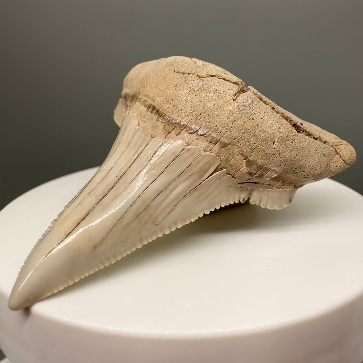Huge, Sharply Serrated 2.24" Carcharocles auriculatus Shark Tooth Fossil - Central Kazakhstan AU373 - Front Right