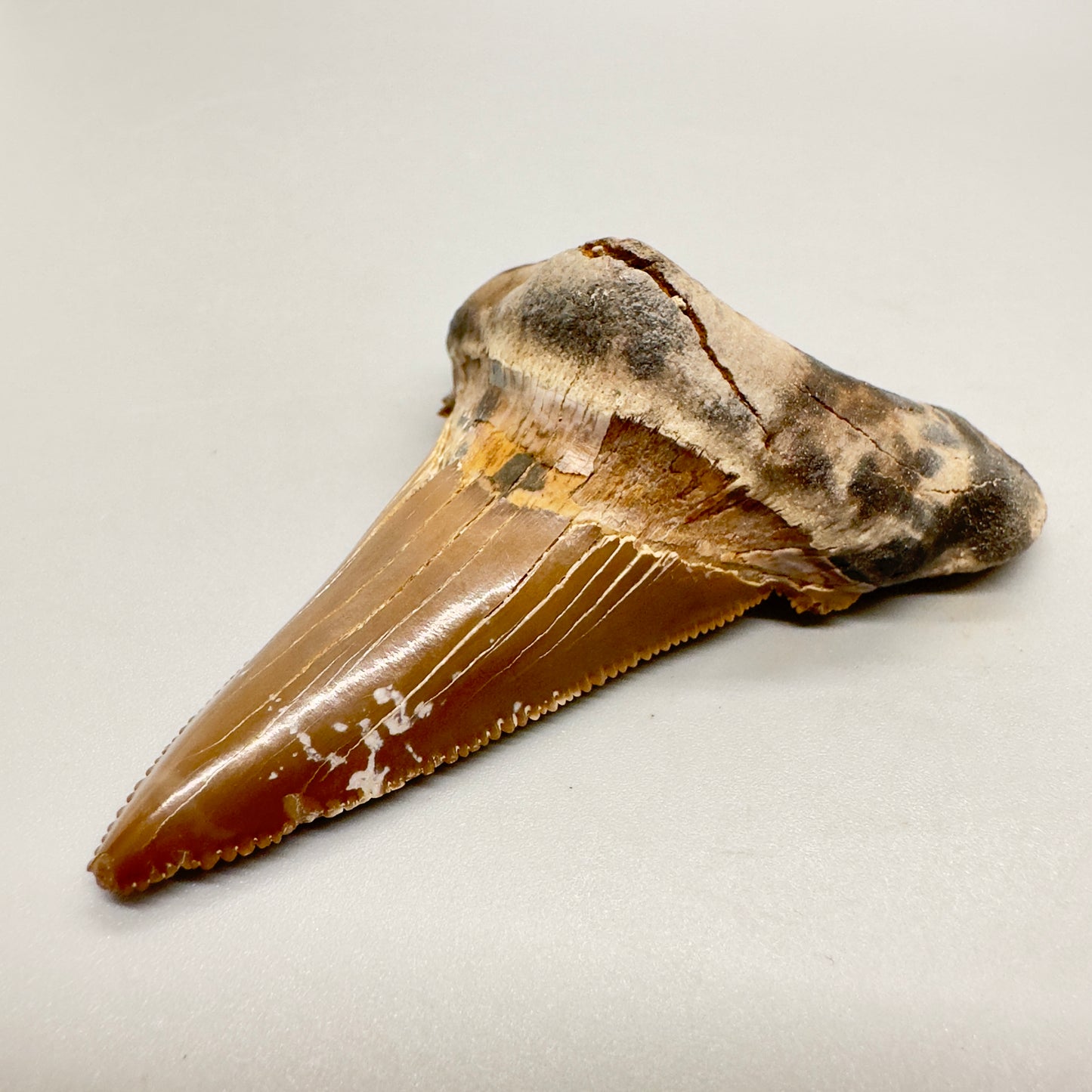 Large colorful 2.95 inches Carcharocles sokolowi (auriculatus) shark tooth from Kazakhstan AU363 front right